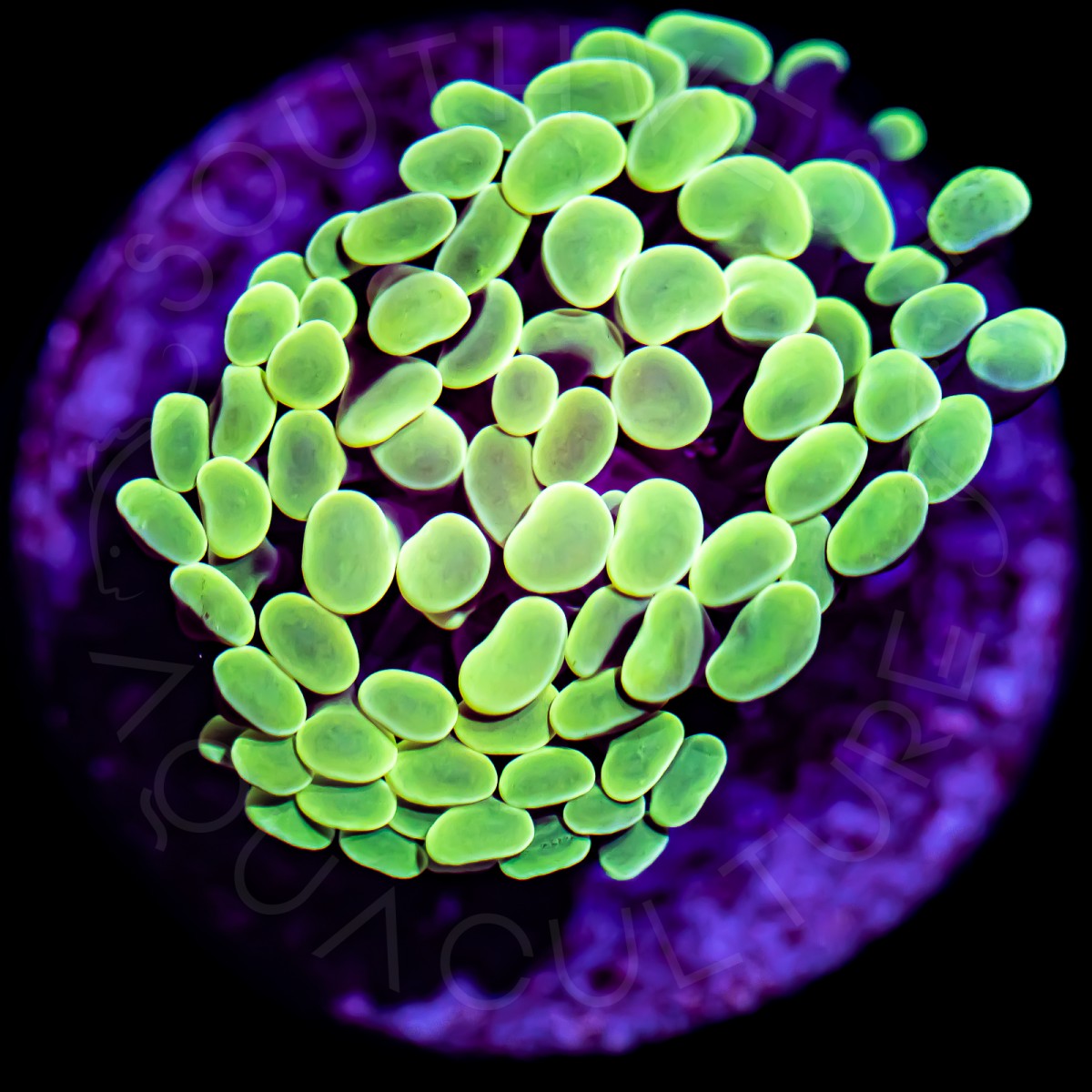 Neon Branching Hammer - WYSIWYG Neon Branching Hammer - WYSIWYG