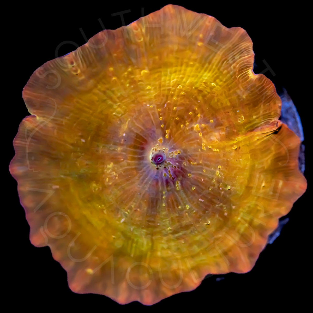 Golden Disco Shroom - WYSIWYG Golden Disco Shroom - WYSIWYG