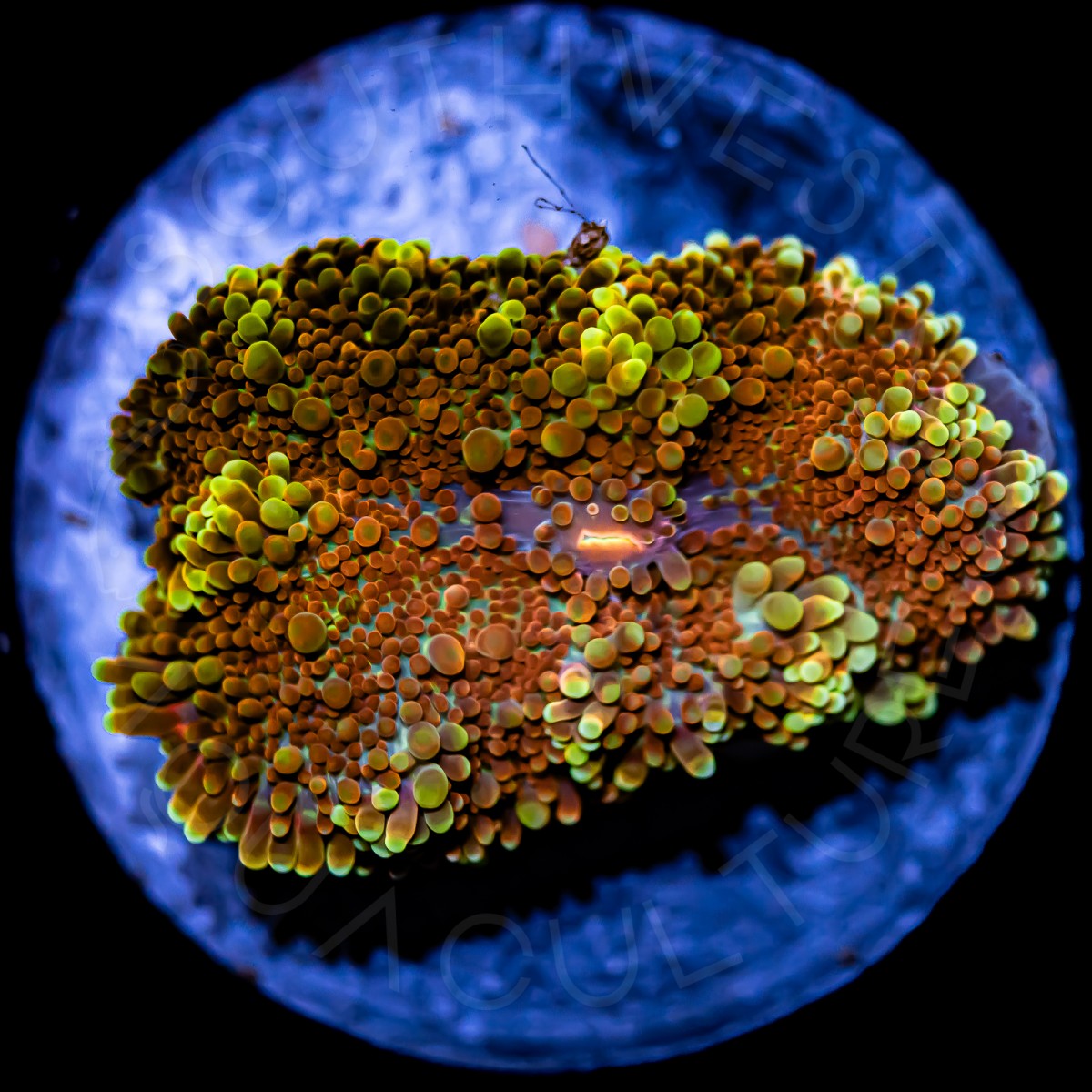 Indo Yuma - WYSIWYG Indo Yuma - WYSIWYG