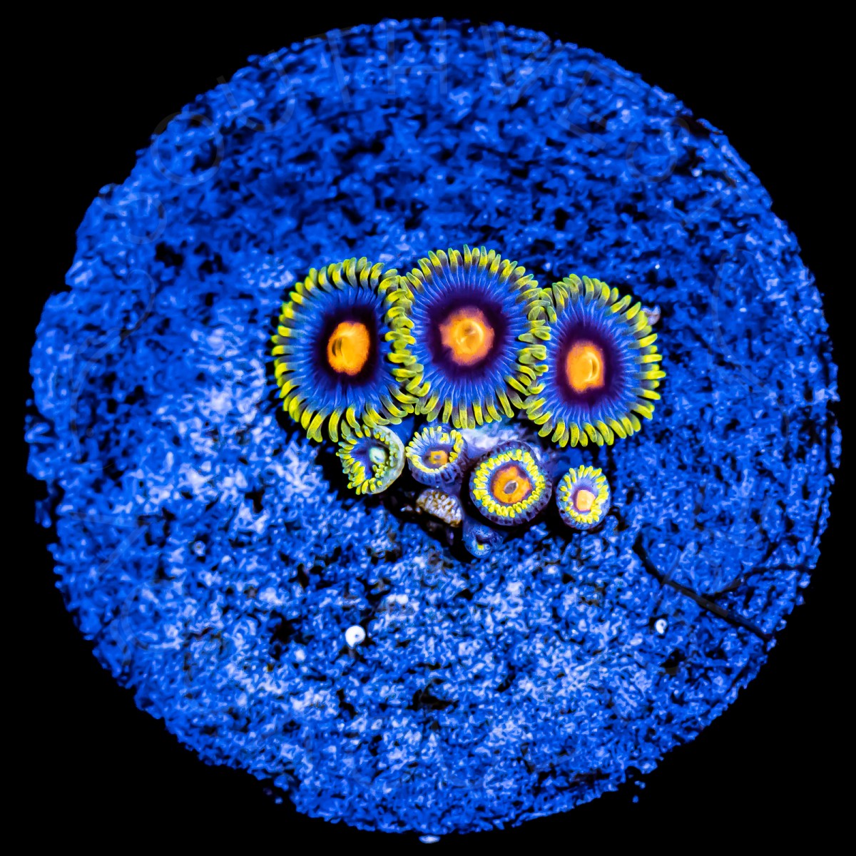 Blow Pop Zoanthids - WYSIWYG Blow Pop Zoanthids - WYSIWYG