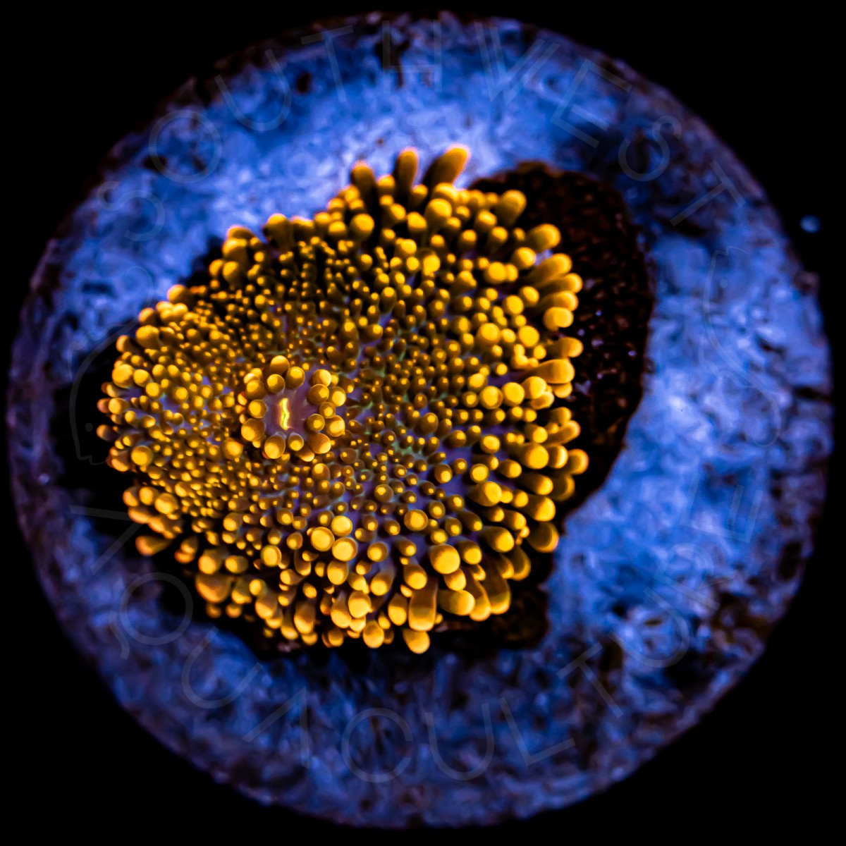 Indo Gold Yuma - WYSIWYG Indo Gold Yuma - WYSIWYG