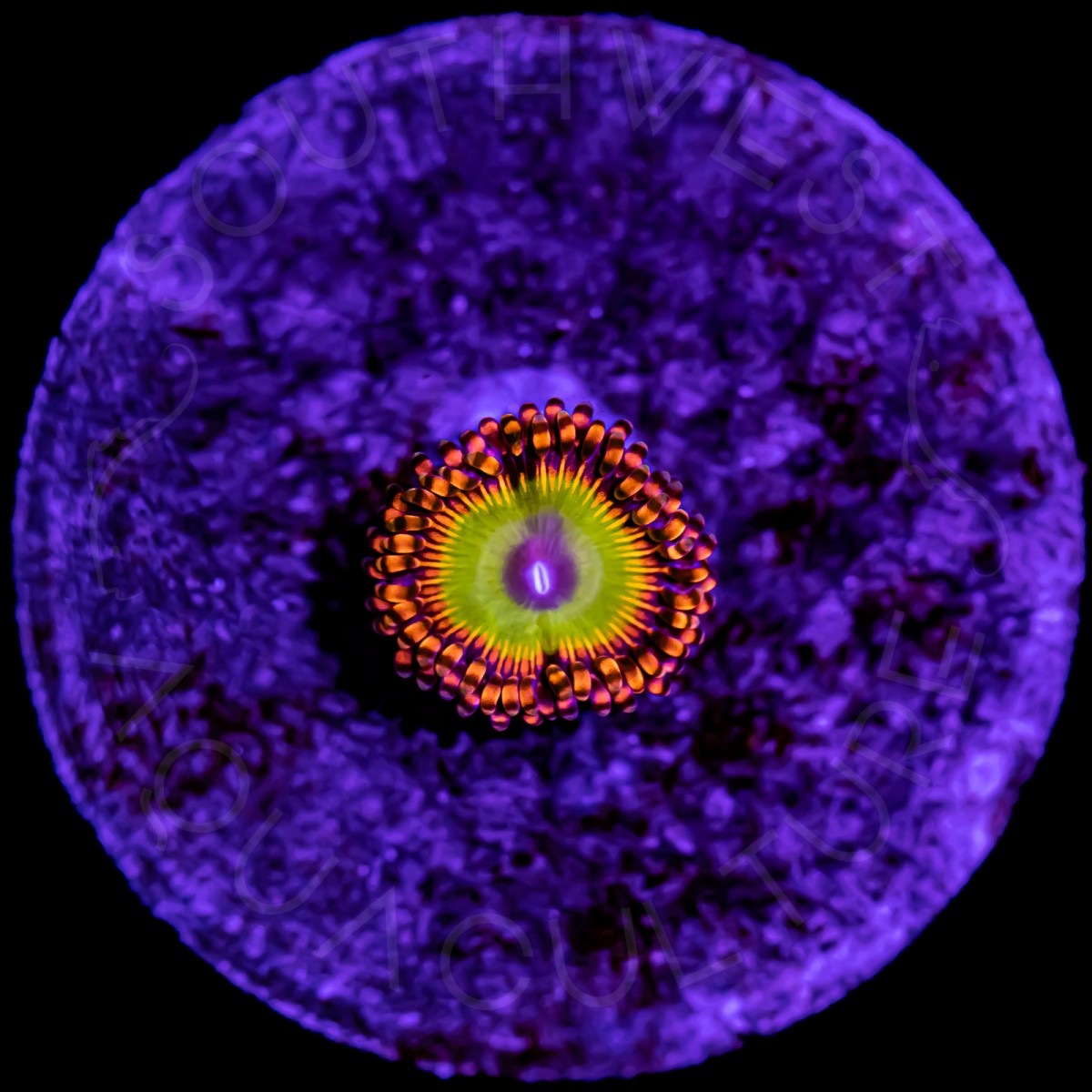 Candy Apple Red Paly - WYSIWYG Candy Apple Red Paly - WYSIWYG