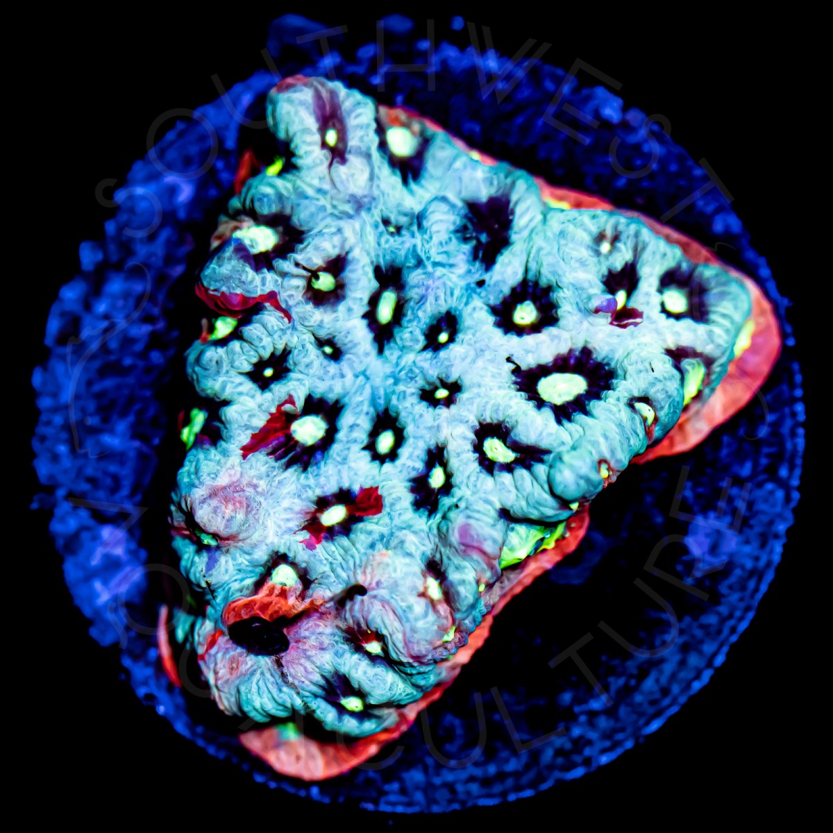 Blue War Favites - WYSIWYG Blue War Favites - WYSIWYG