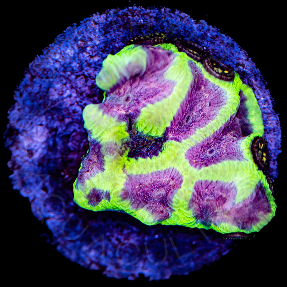 Raspberry Plum Maze - WYSIWYG Raspberry Plum Maze - WYSIWYG