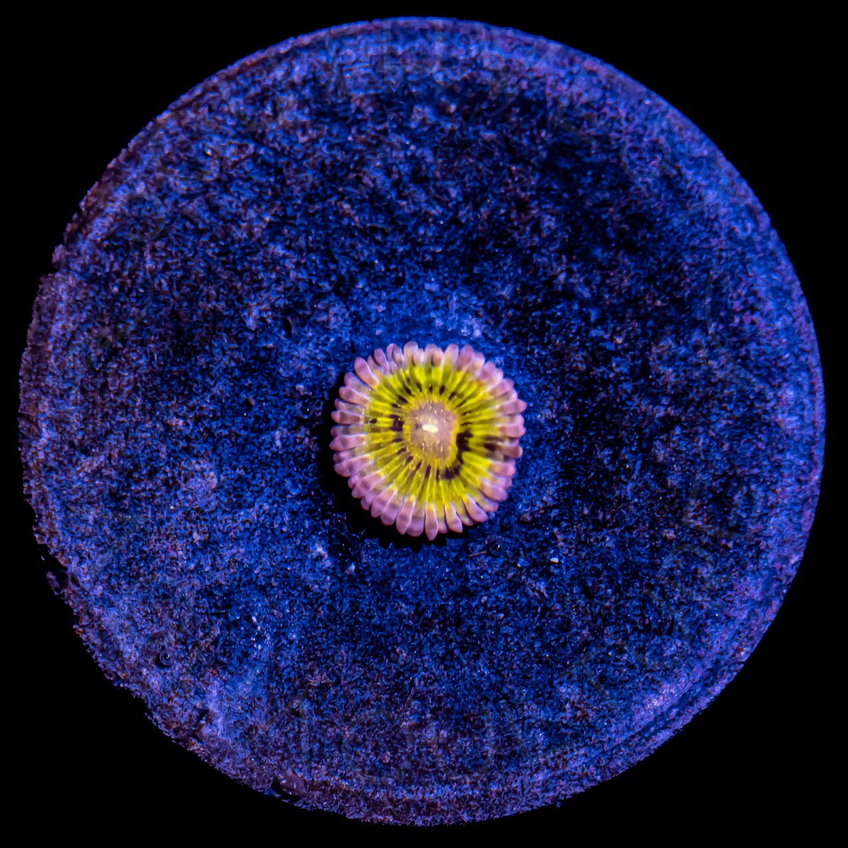 Pink Chiquita Zoanthid - WYSIWYG Pink Chiquita Zoanthid - WYSIWYG