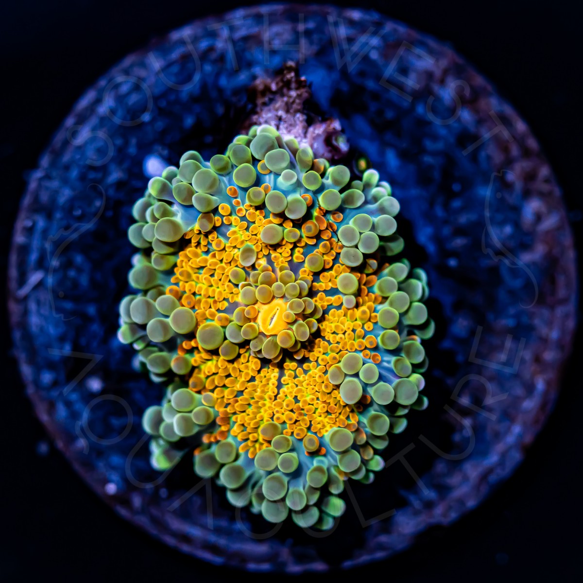 Golden Yuma - WYSIWYG Golden Yuma - WYSIWYG