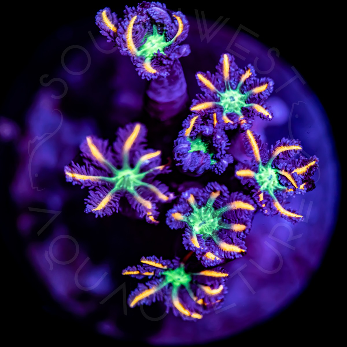 Flame Clove Polyps - WYSIWYG Flame Clove Polyps - WYSIWYG