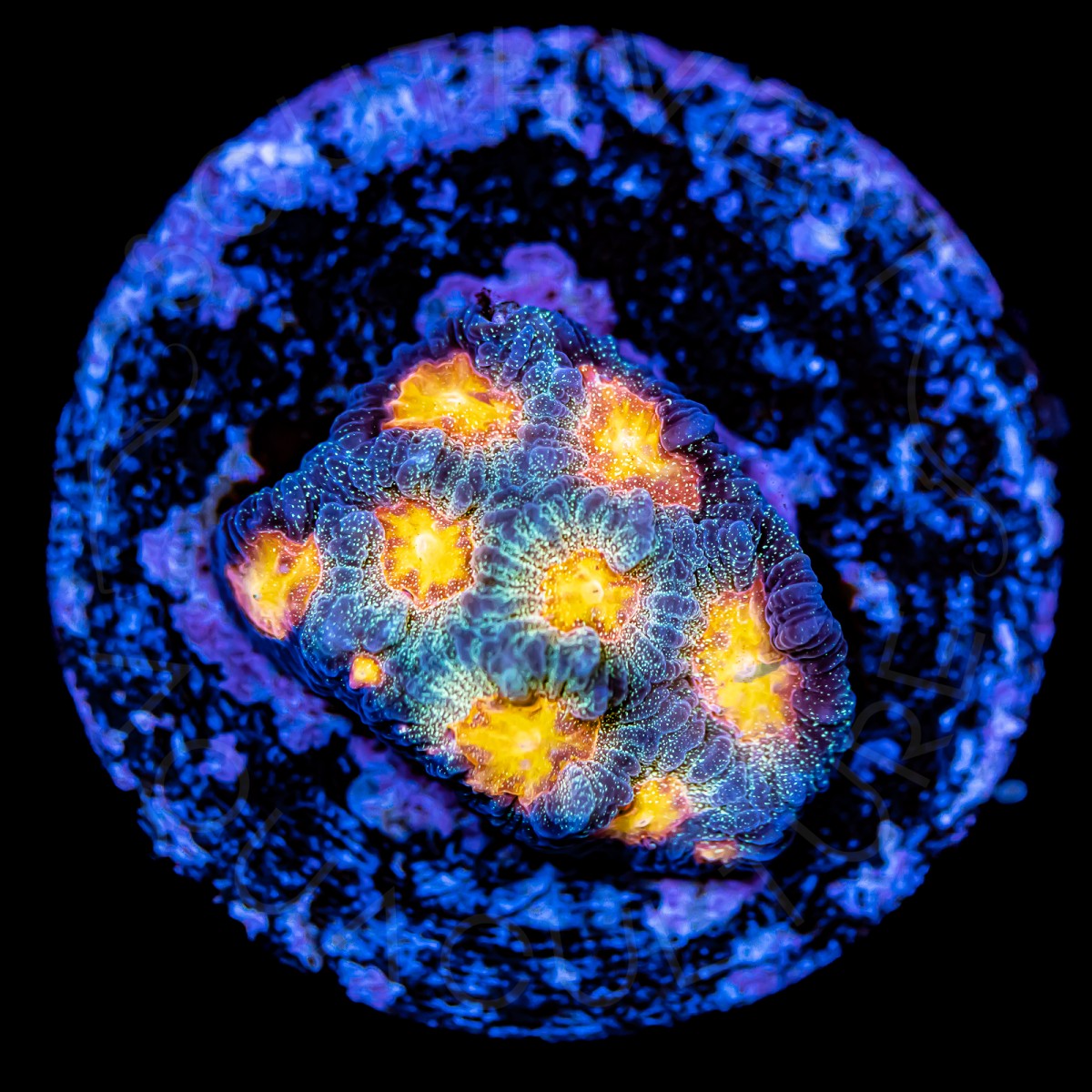 Orange Eye Favia - WYSIWYG Orange Eye Favia - WYSIWYG