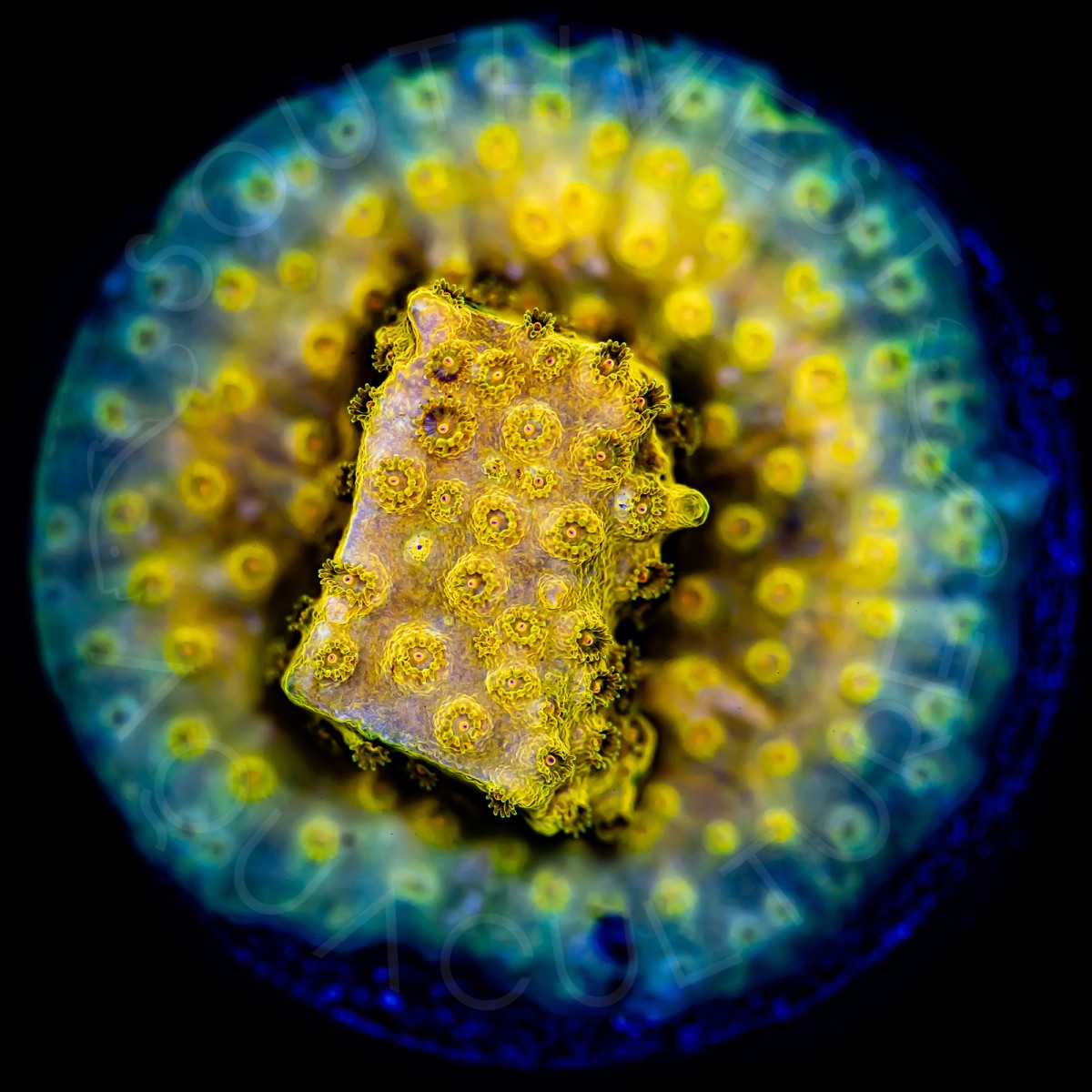 24K Cyphastrea - WYSIWYG 24K Cyphastrea - WYSIWYG