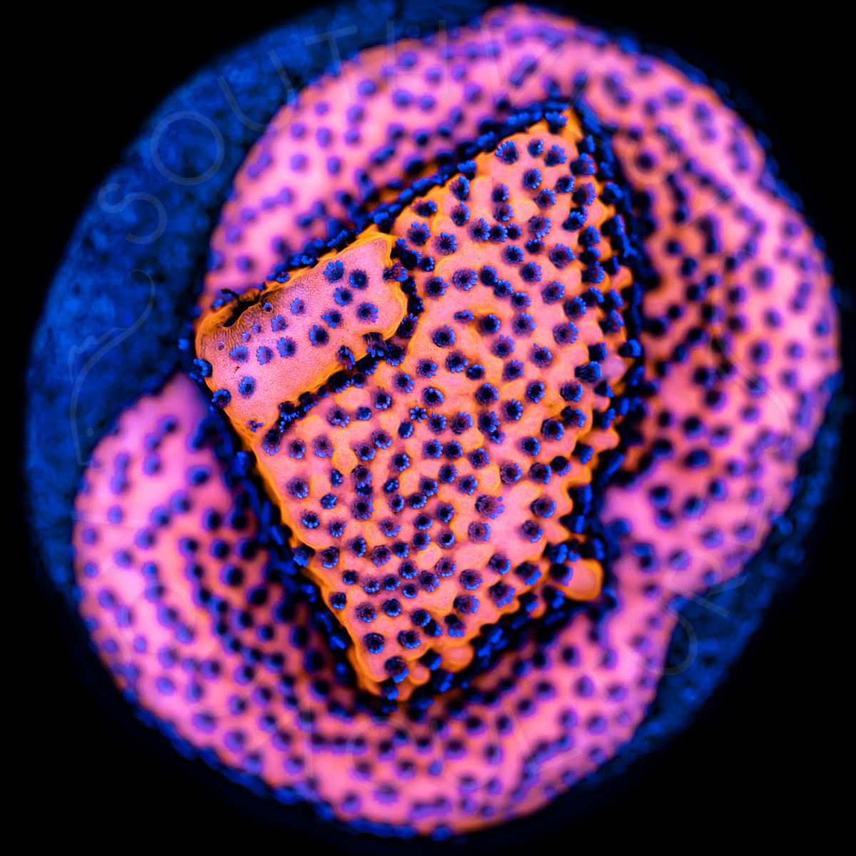 Mystic Monti - WYSIWYG Mystic Monti - WYSIWYG