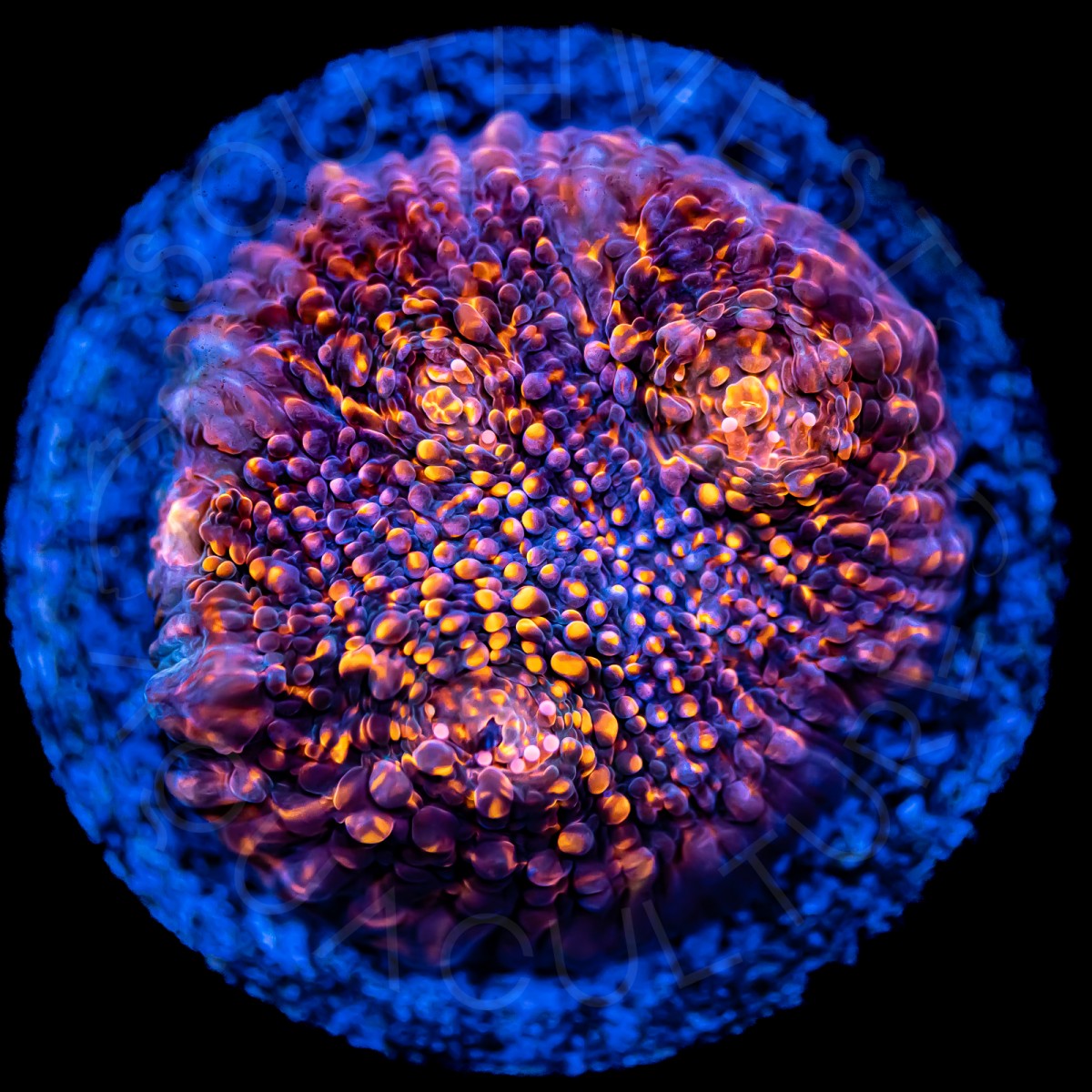 Burning Ember Chalice - WYSIWYG Burning Ember Chalice - WYSIWYG