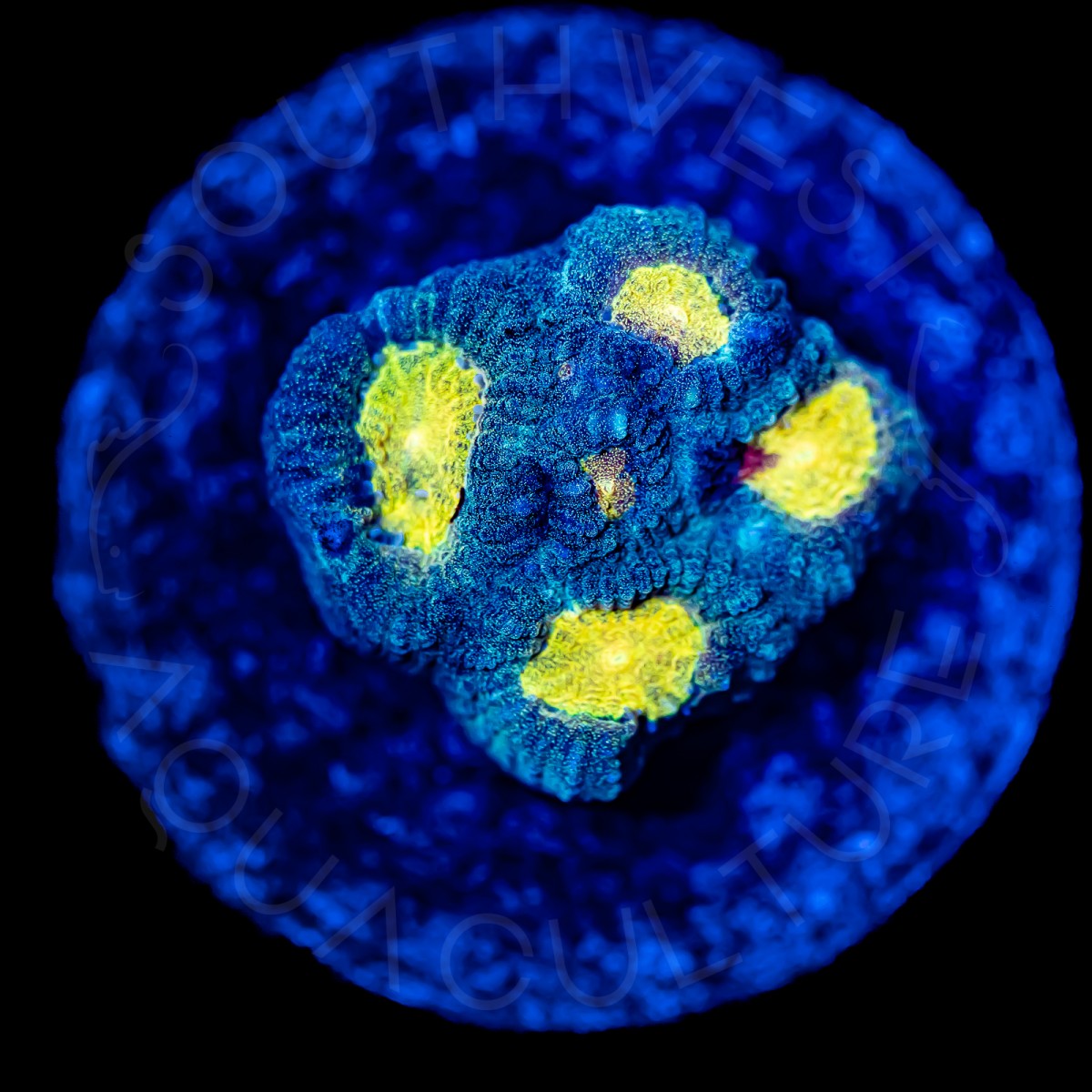 Yellow Eye Favia - WYSIWYG Yellow Eye Favia - WYSIWYG