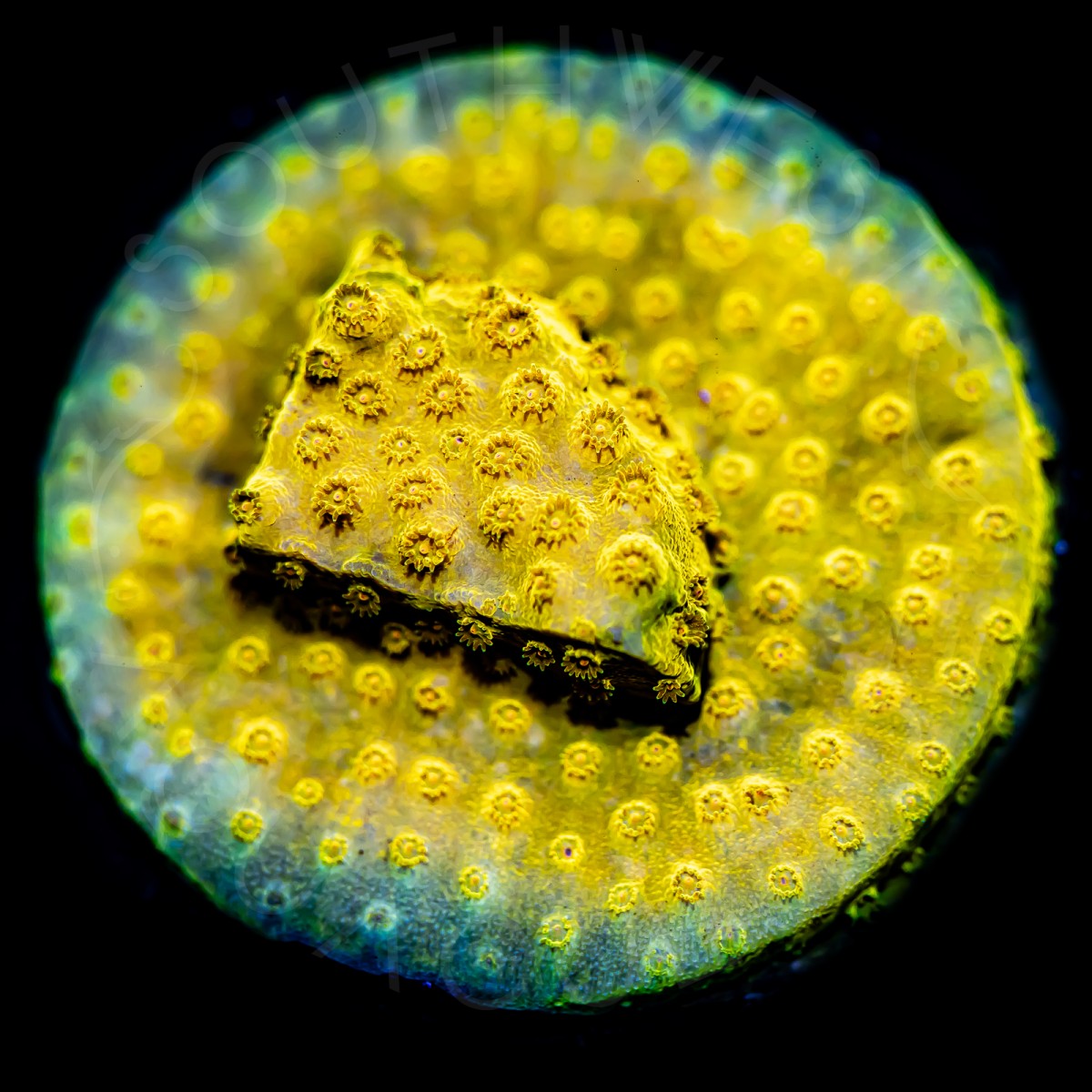 24K Cyphastrea - WYSIWYG 24K Cyphastrea - WYSIWYG