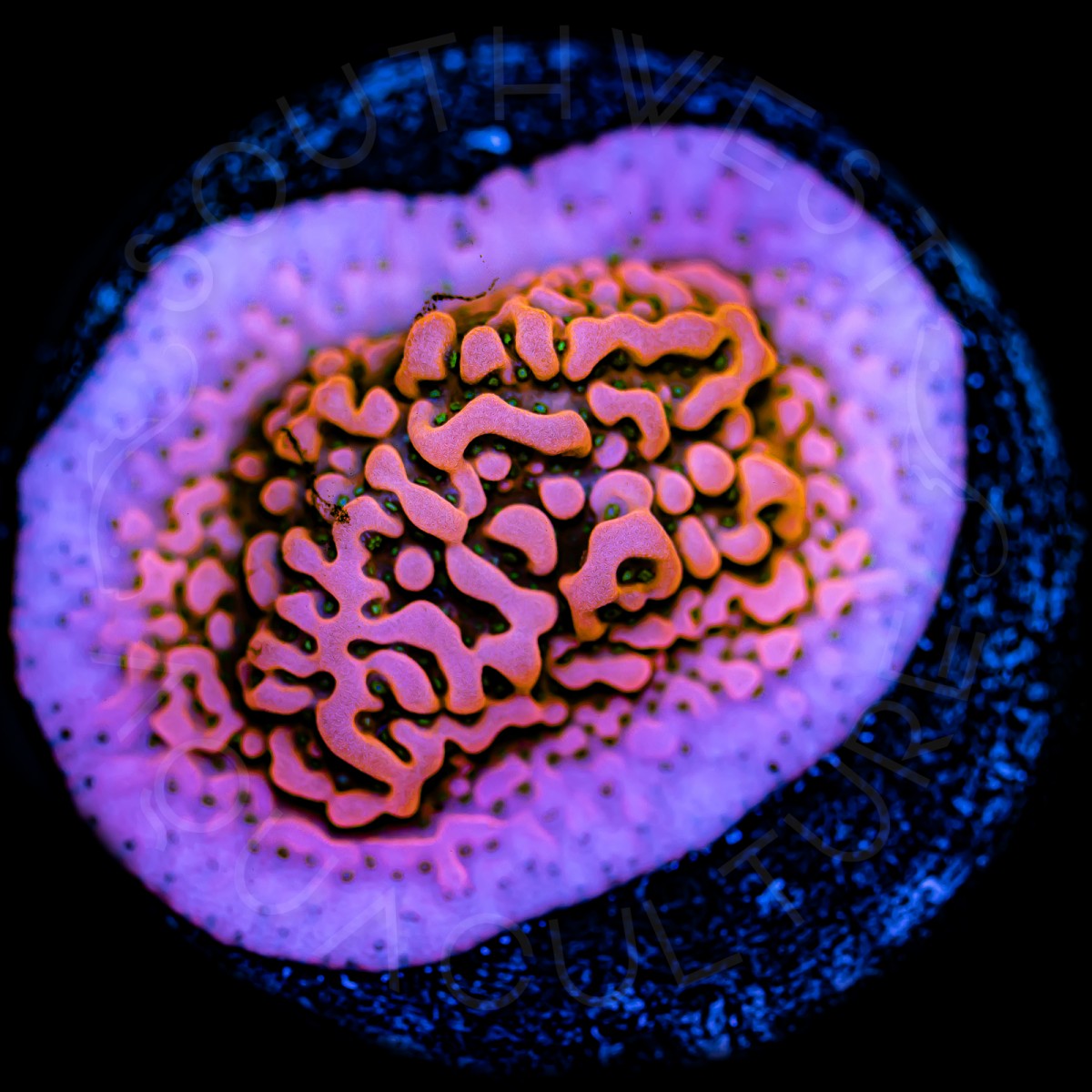 Cherry Tree Monti - WYSIWYG Cherry Tree Monti - WYSIWYG