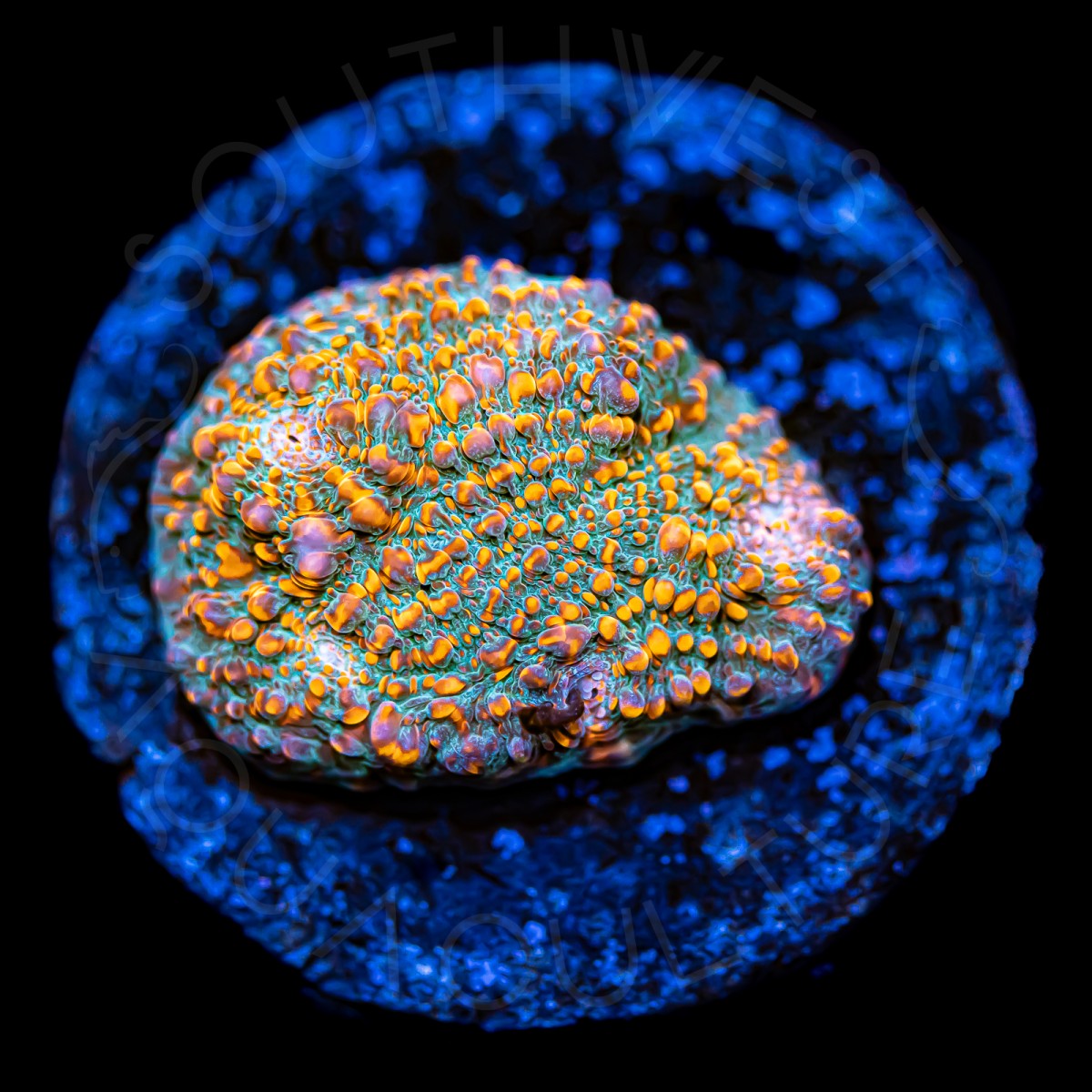 Magma Chalice - WYSIWYG Magma Chalice - WYSIWYG