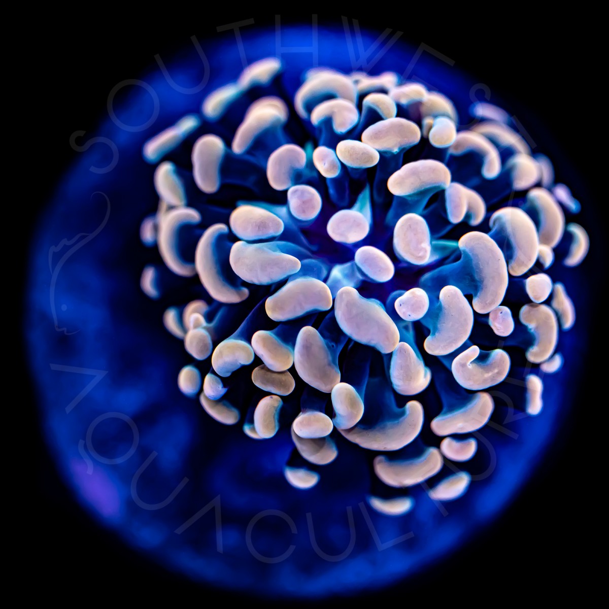 Orange Branching Hammer - WYSIWYG Orange Branching Hammer - WYSIWYG