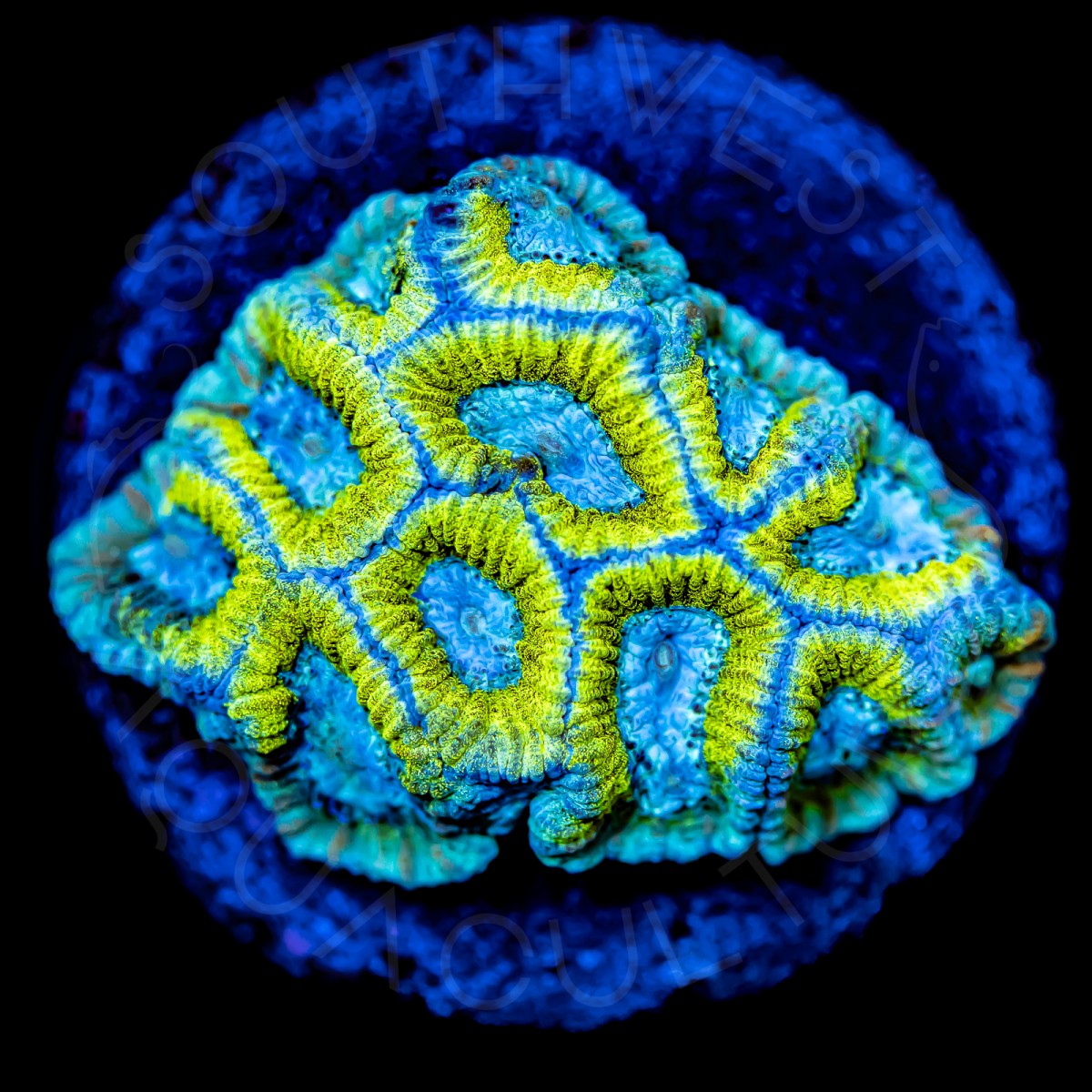 Ice Cool Favia - WYSIWYG Ice Cool Favia - WYSIWYG