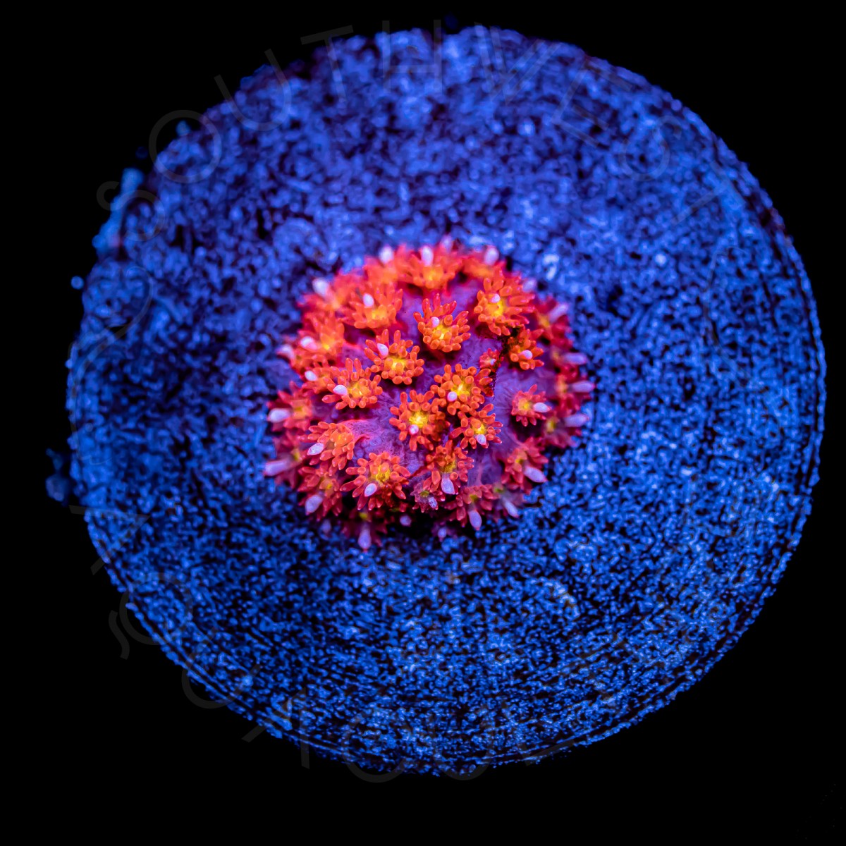 Ultra Bernardpora - WYSIWYG Ultra Bernardpora - WYSIWYG