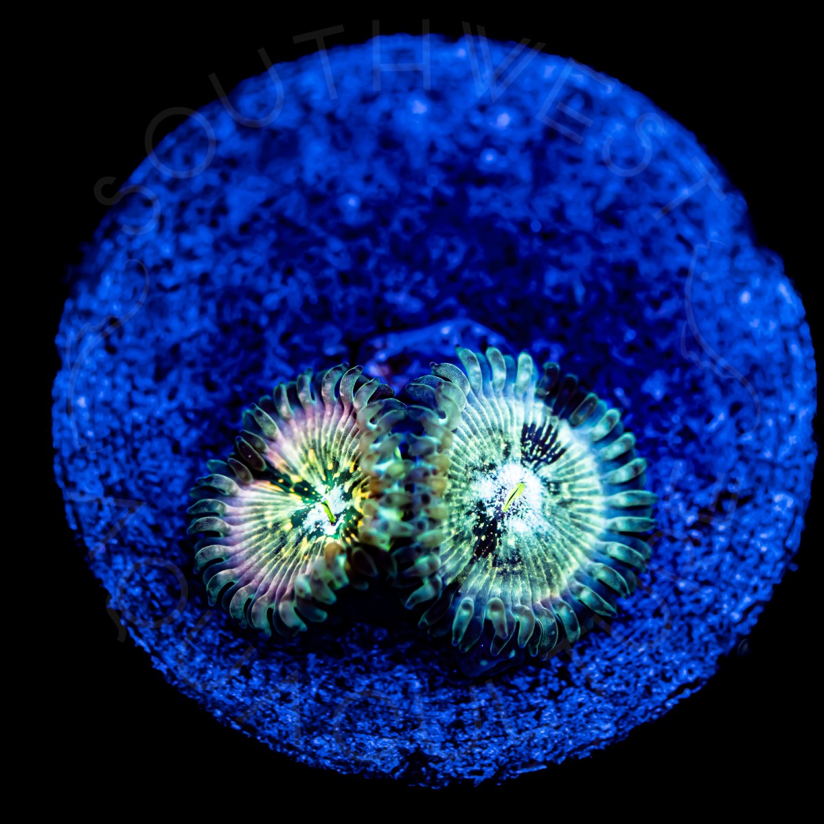 Hawaiian Ding Dang Palys - WYSIWYG Hawaiian Ding Dang Palys - WYSIWYG