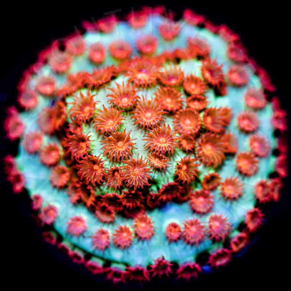 Meteor Shower Cyphastrea - WYSIWYG Meteor Shower Cyphastrea - WYSIWYG