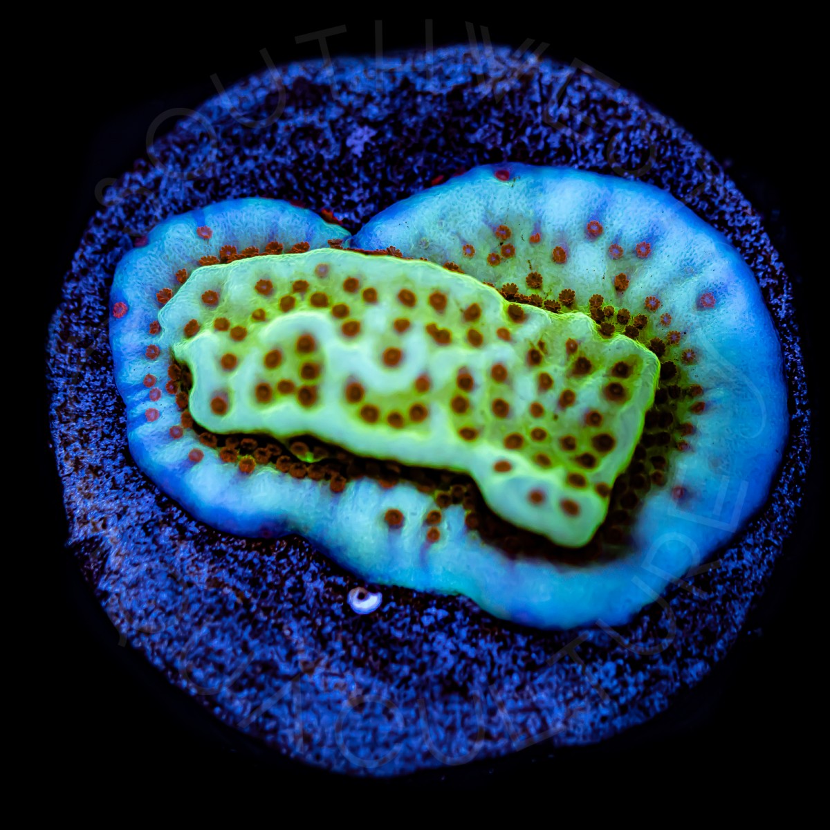 Jedi Mind Trick Monti - WYSIWYG Jedi Mind Trick Monti - WYSIWYG