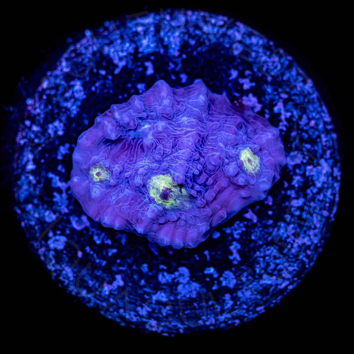 Blue Chalice - WYSIWYG Blue Chalice - WYSIWYG