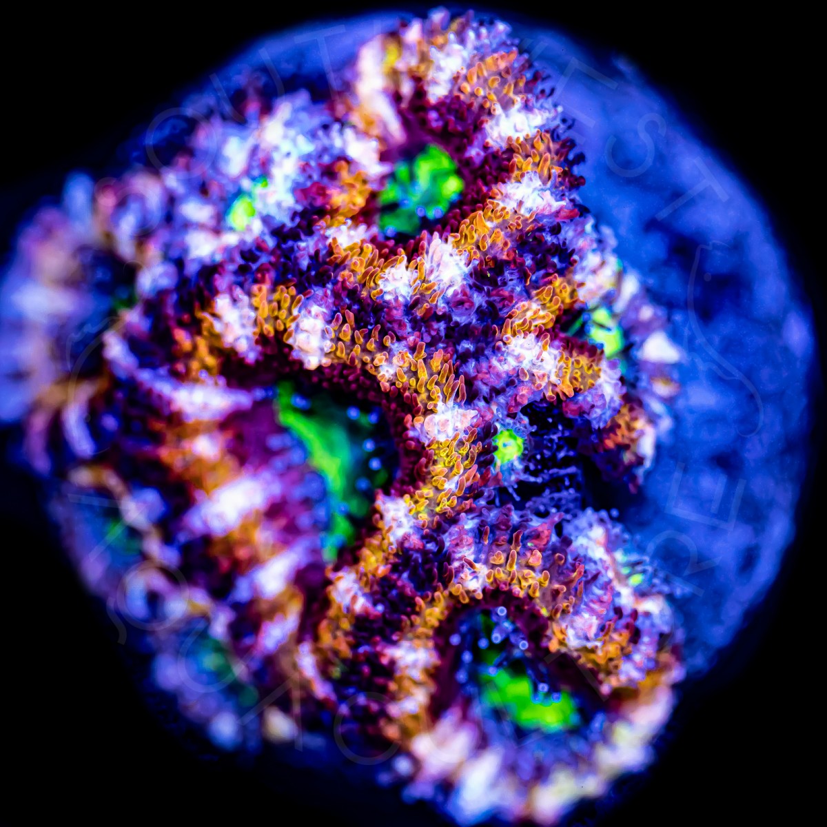 Cran Apple Lords - WYSIWYG Cran Apple Lords - WYSIWYG