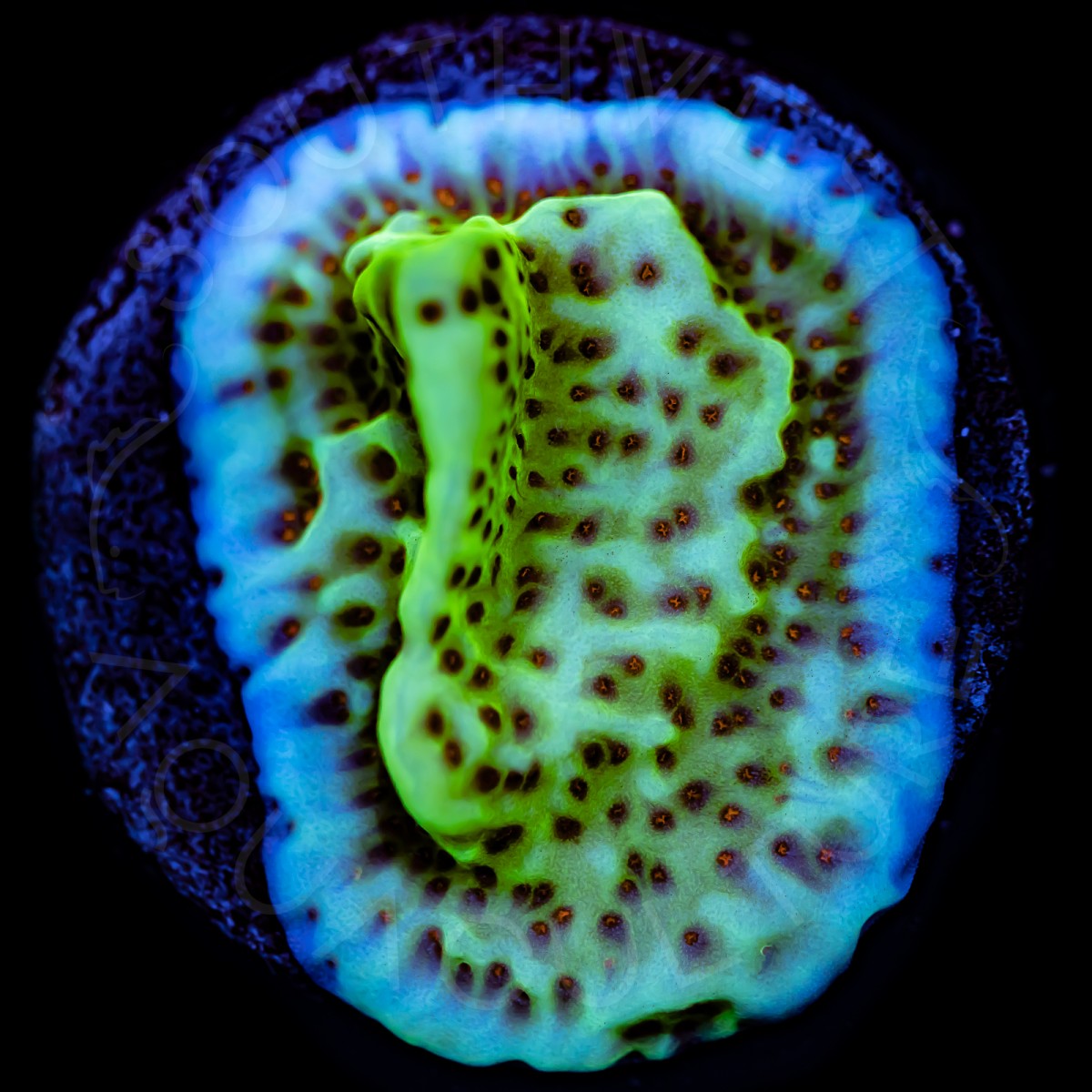 Jedi Mind Trick Monti - WYSIWYG Jedi Mind Trick Monti - WYSIWYG