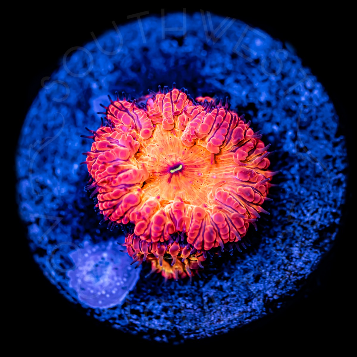 Ultra Blastomussa - WYSIWYG Ultra Blastomussa - WYSIWYG