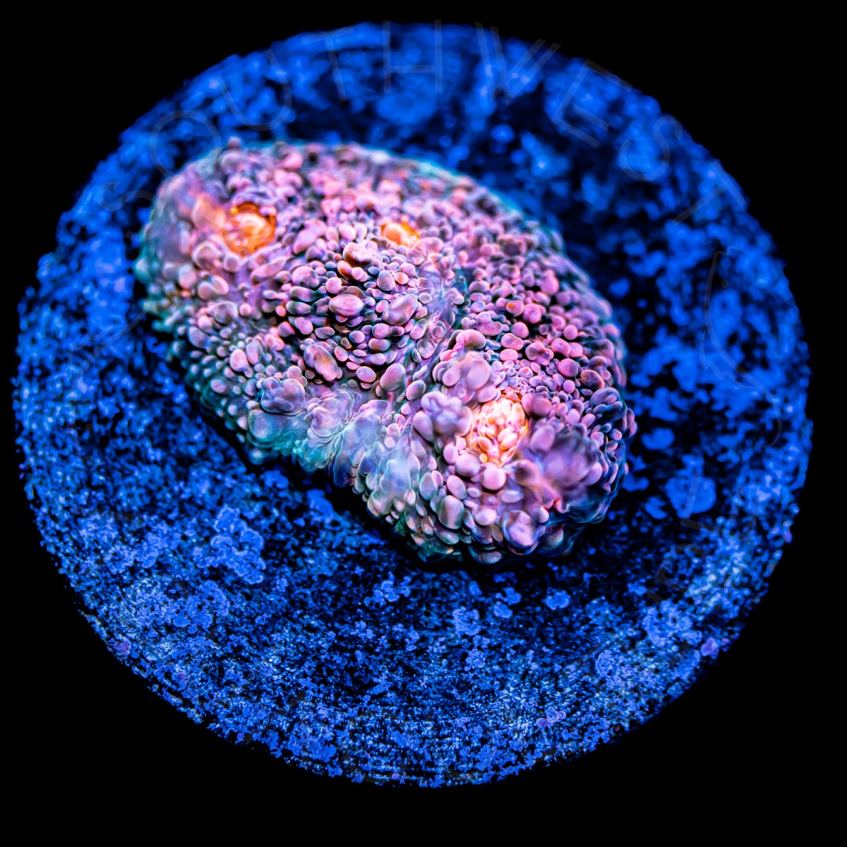 Ultra Pink Chalice - WYSIWYG Ultra Pink Chalice - WYSIWYG