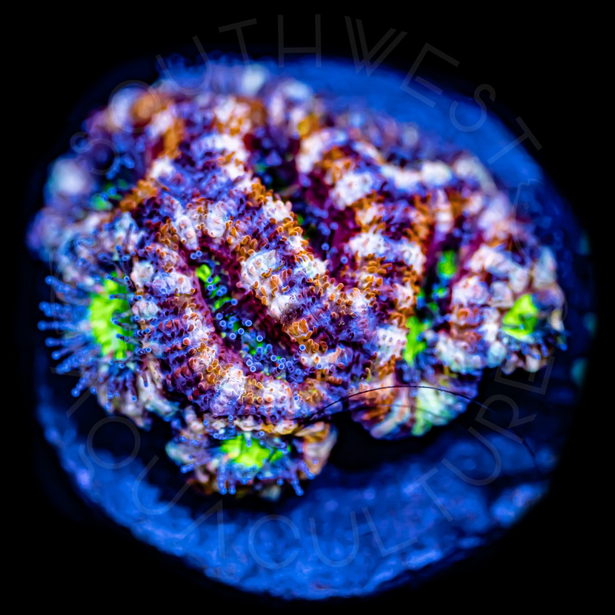 Cran Apple Micromussa - WYSIWYG Cran Apple Micromussa - WYSIWYG