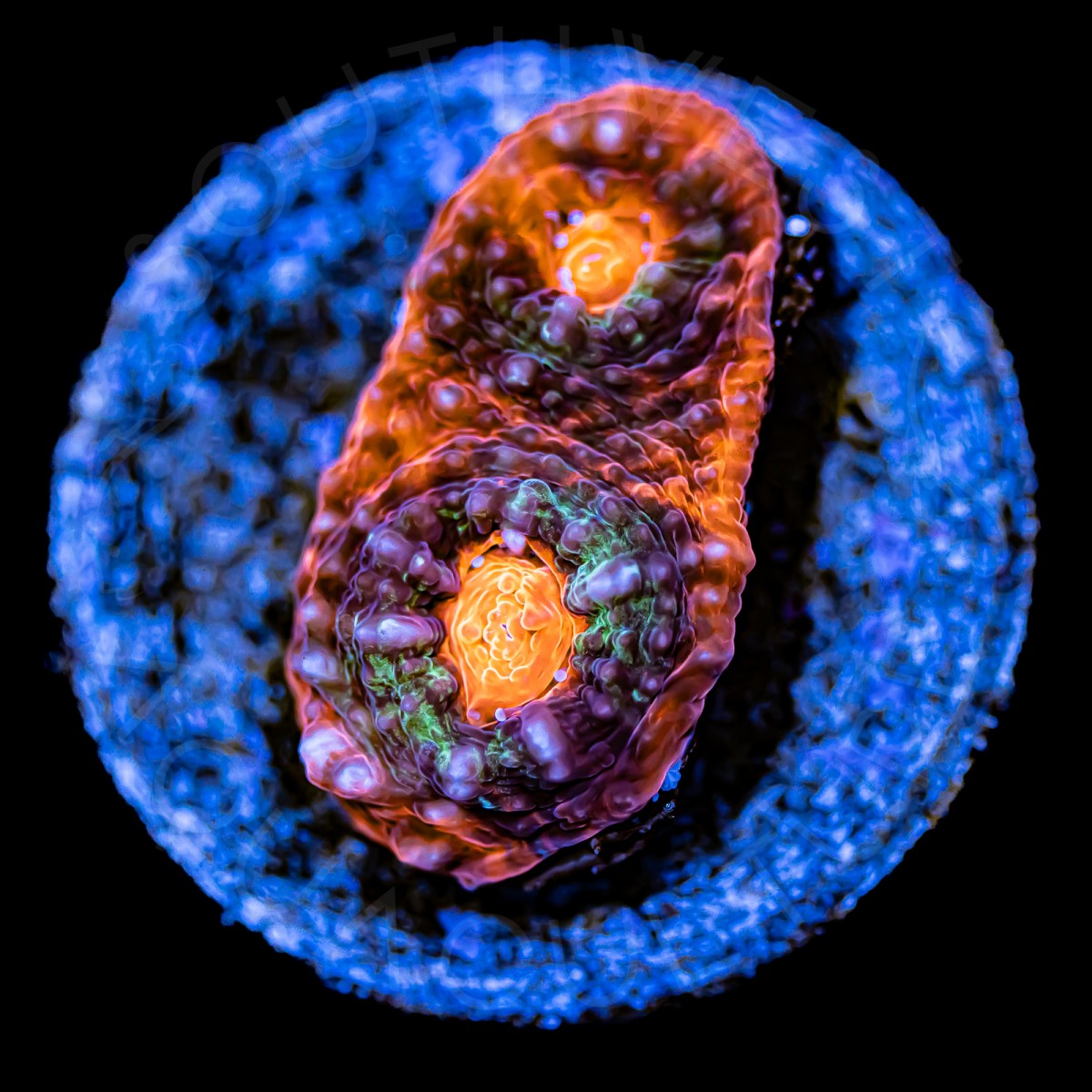 Ultra Chalice - WYSIWYG Ultra Chalice - WYSIWYG