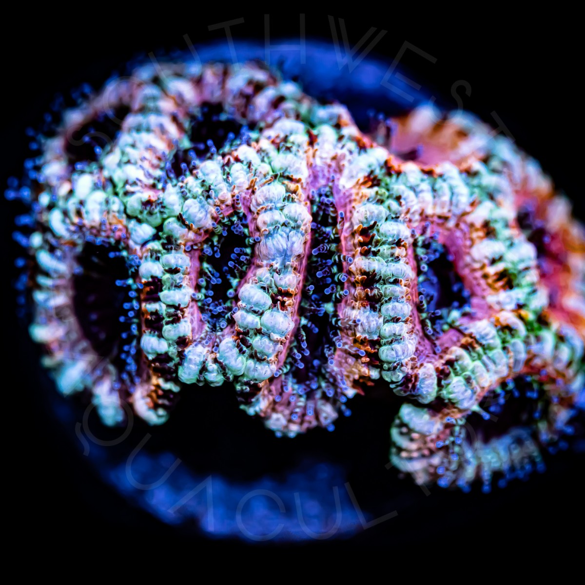 Jolly Rancher Lords - WYSIWYG Jolly Rancher Lords - WYSIWYG