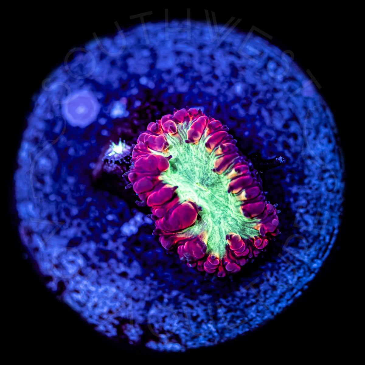 Royal Red Blasto - WYSIWYG Royal Red Blasto - WYSIWYG