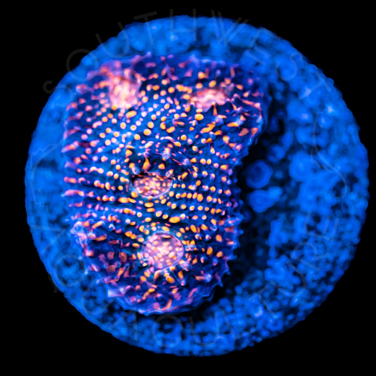 Burning Ember Chalice - WYSIWYG Burning Ember Chalice - WYSIWYG