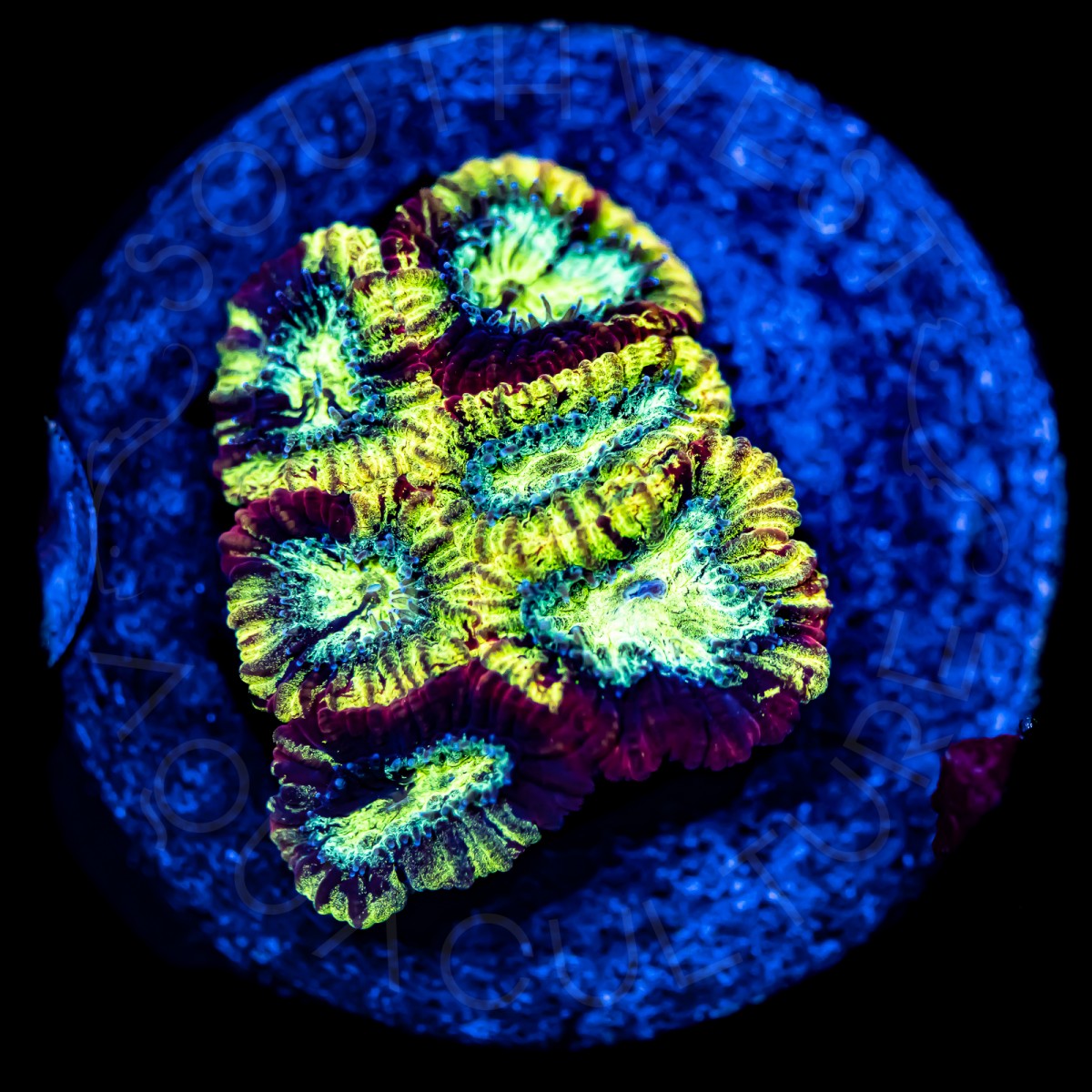 Tie Dye Favia - WYSIWYG Tie Dye Favia - WYSIWYG