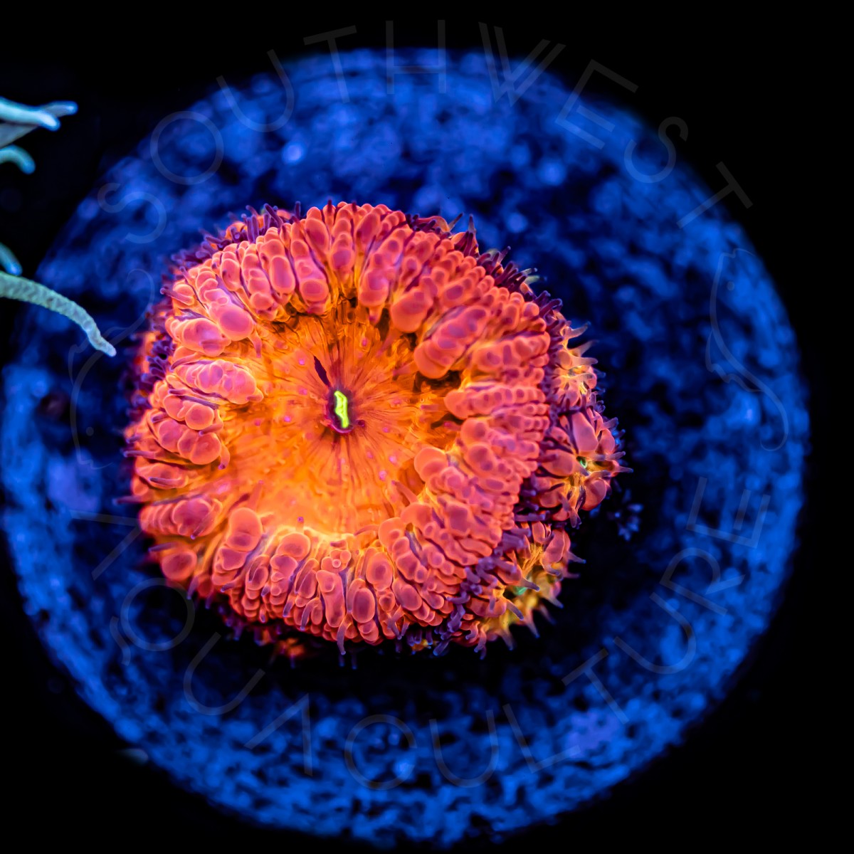 Ultra Blasto Wellsi - WYSIWYG Ultra Blasto Wellsi - WYSIWYG