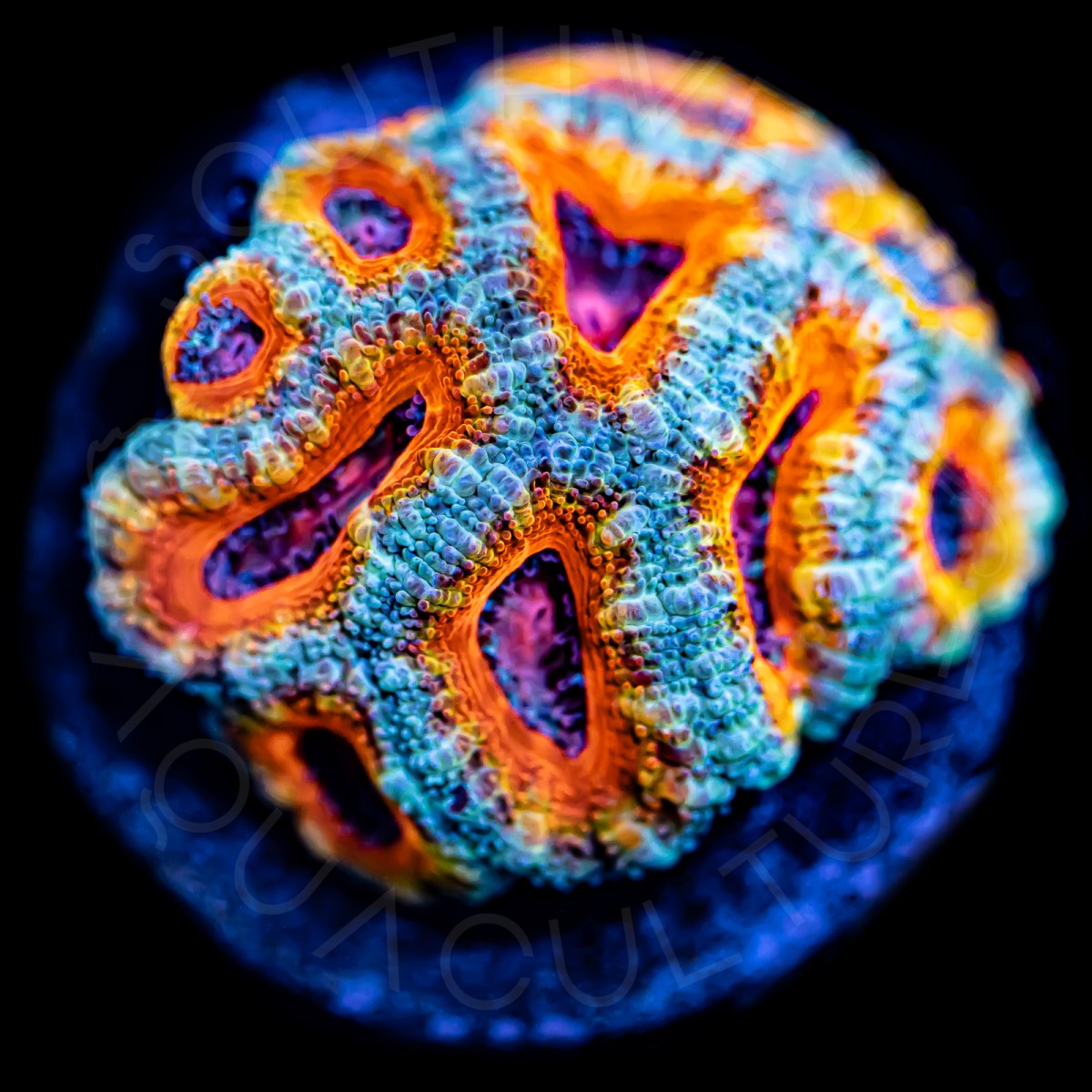 Ultra Micromussa - WYSIWYG Ultra Micromussa - WYSIWYG