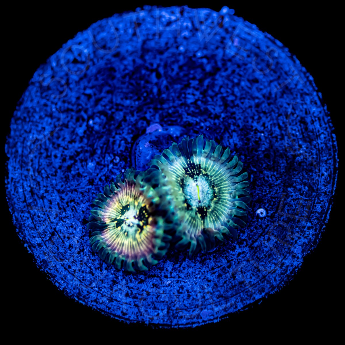 Hawaiian Ding Dang Palys - WYSIWYG Hawaiian Ding Dang Palys - WYSIWYG