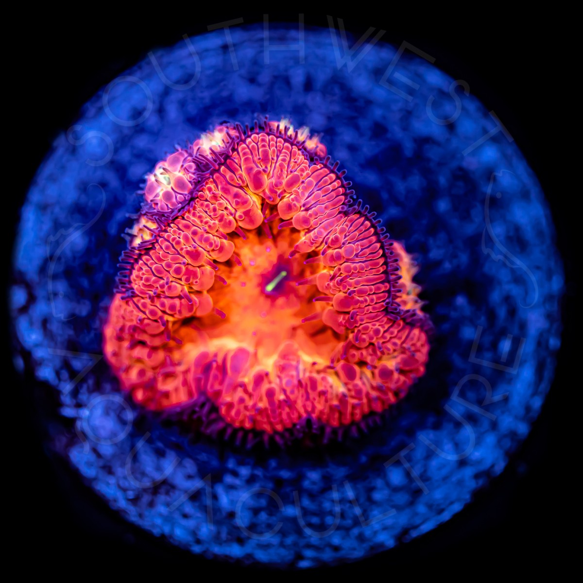 Ultra Blasto Wellsi - WYSIWYG Ultra Blasto Wellsi - WYSIWYG