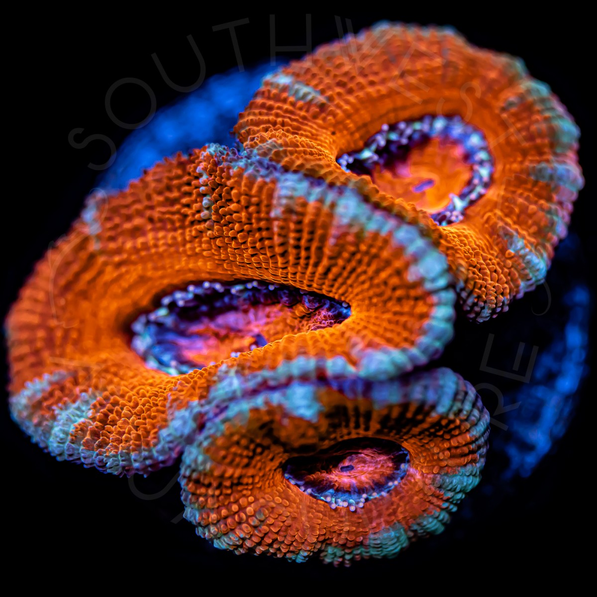 Big Red Micromussa - WYSIWYG Big Red Micromussa - WYSIWYG