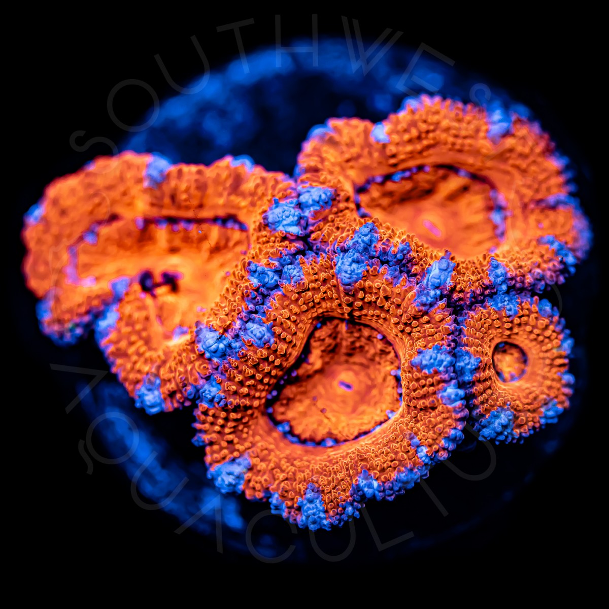 Ultra Micromussa - WYSIWYG Ultra Micromussa - WYSIWYG