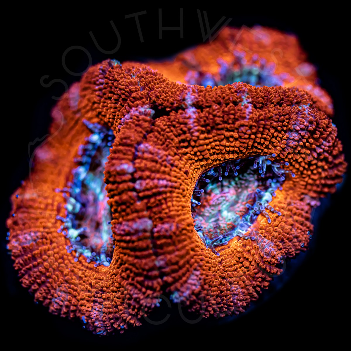 Ultra Micromussa - WYSIWYG