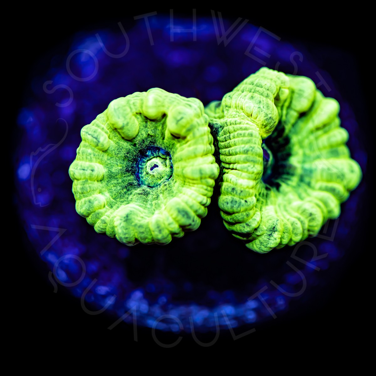 Kryptonite Candy Cane - WYSIWYG