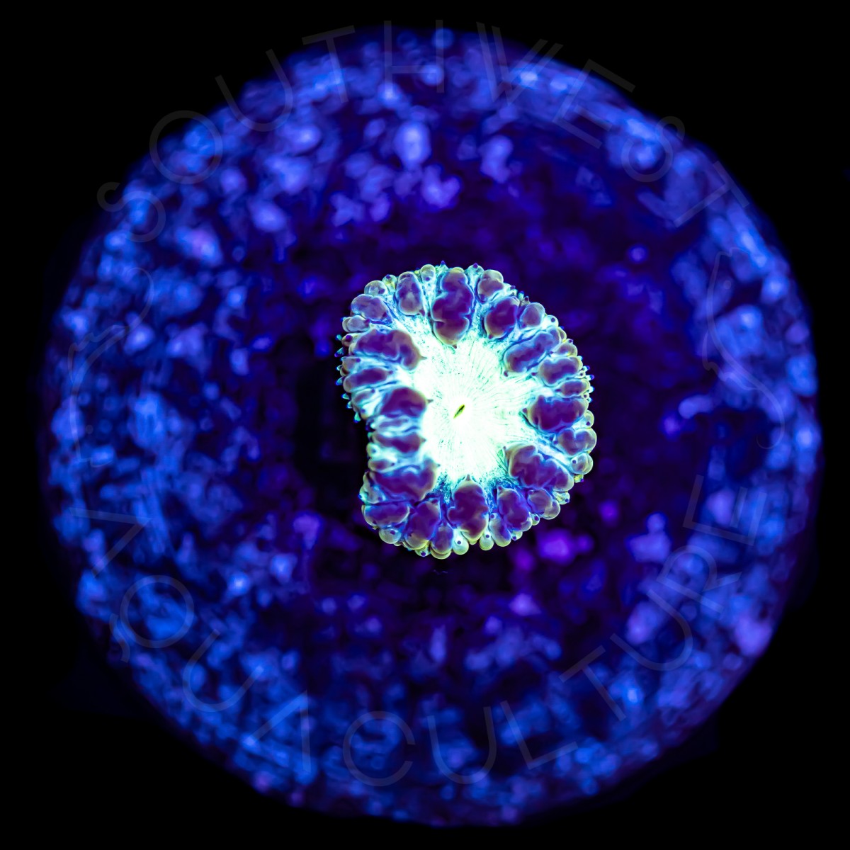 Ultra Blasto Wellsi - WYSIWYG