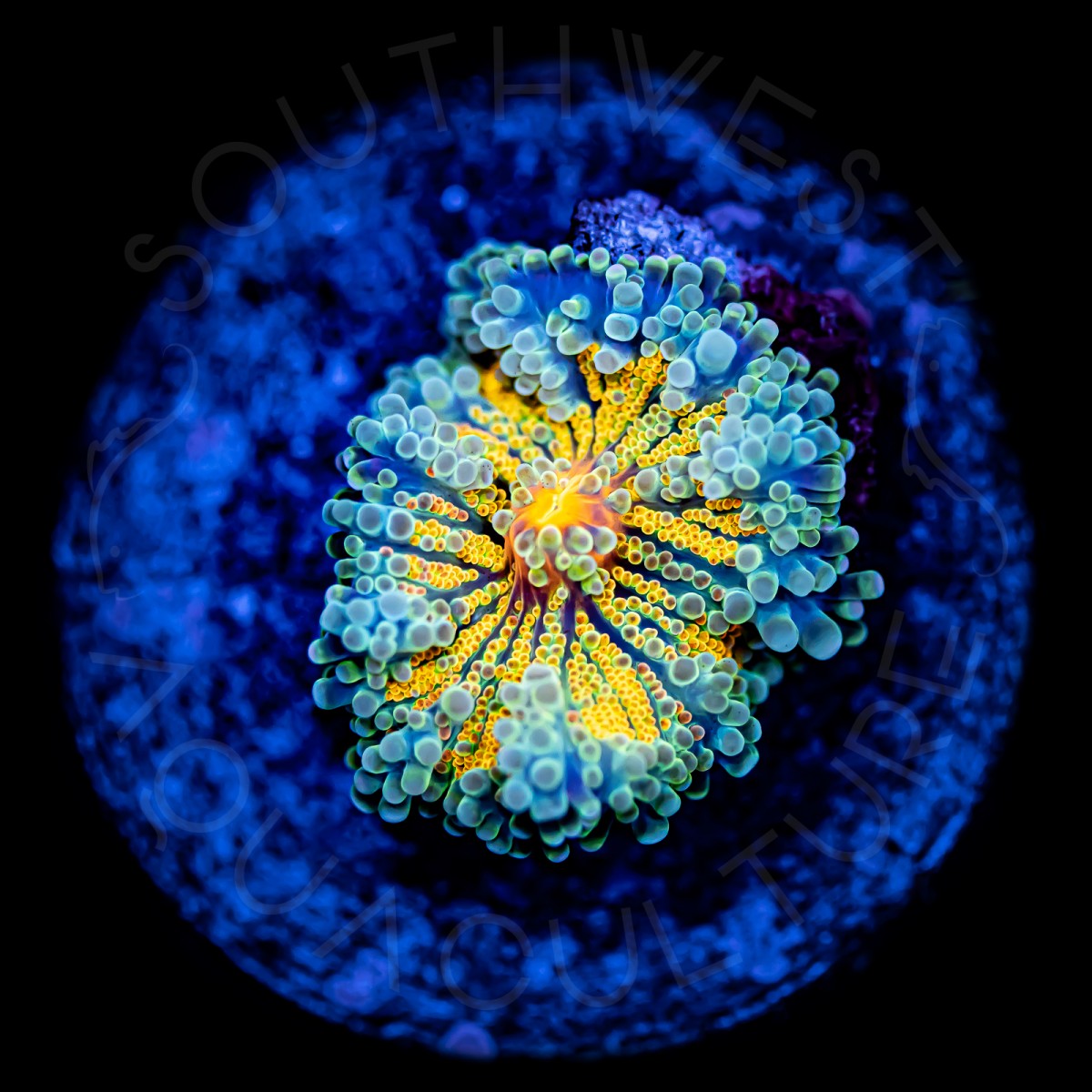 Golden Yuma - WYSIWYG