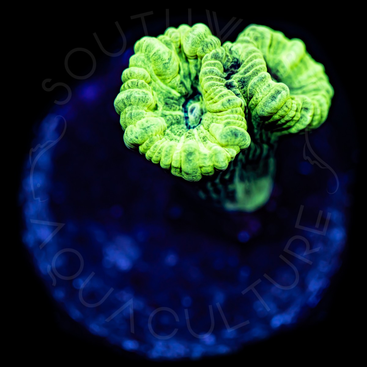 Kryptonite Candy Cane - WYSIWYG