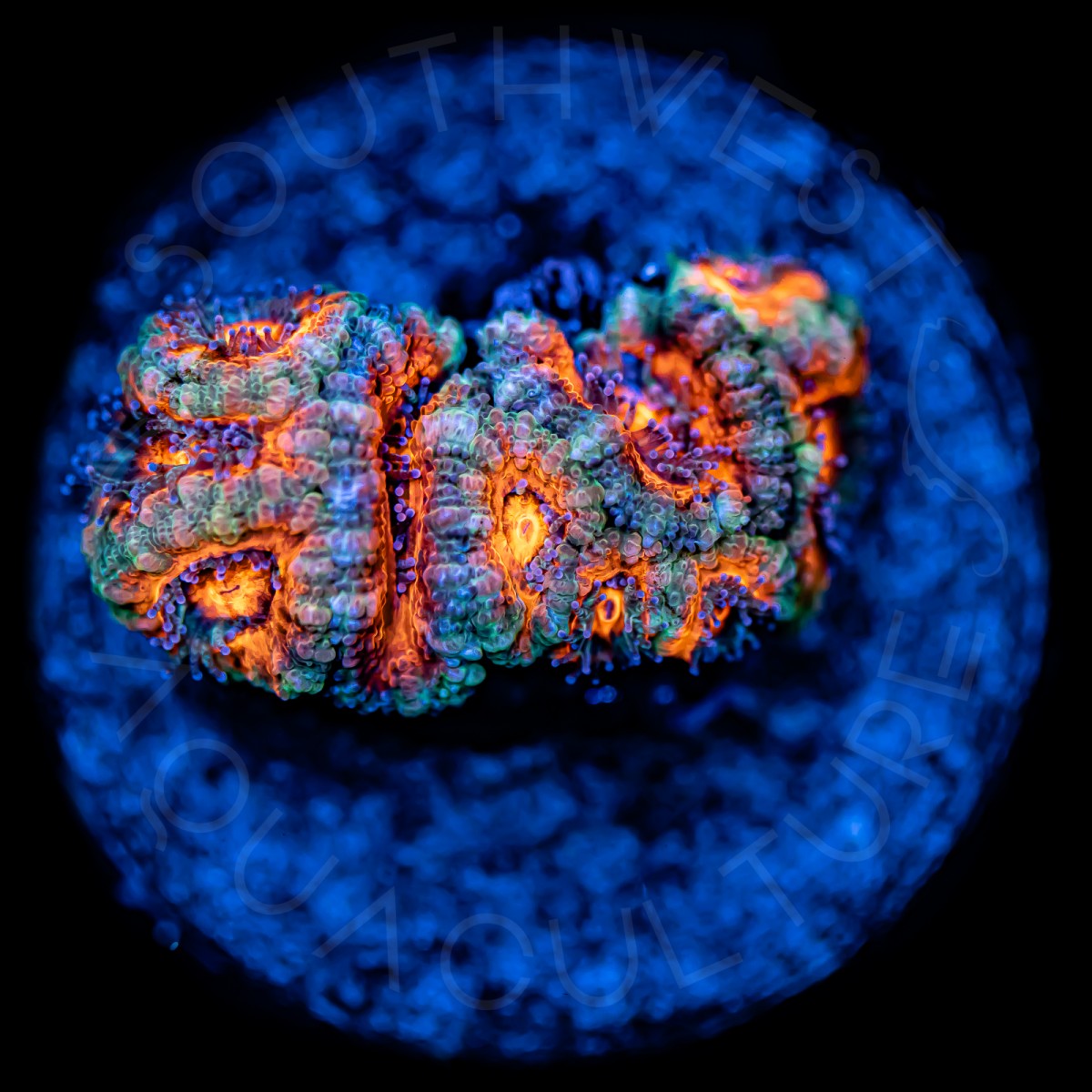 Ultra Micromussa - WYSIWYG