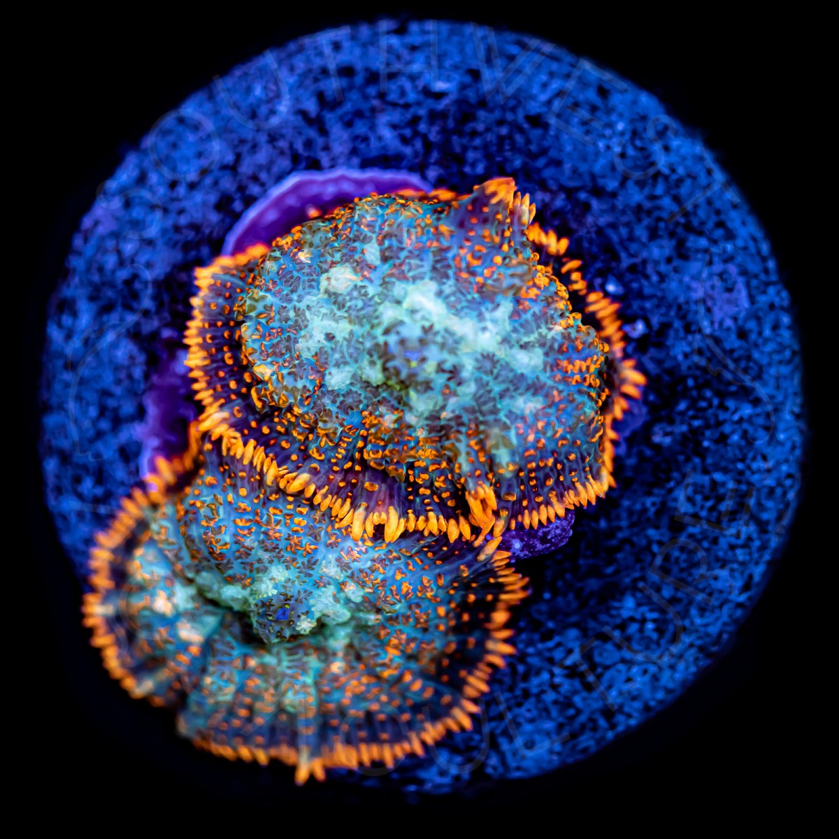 Rhodactis Mushroom - WYSIWYG Rhodactis Mushroom - WYSIWYG