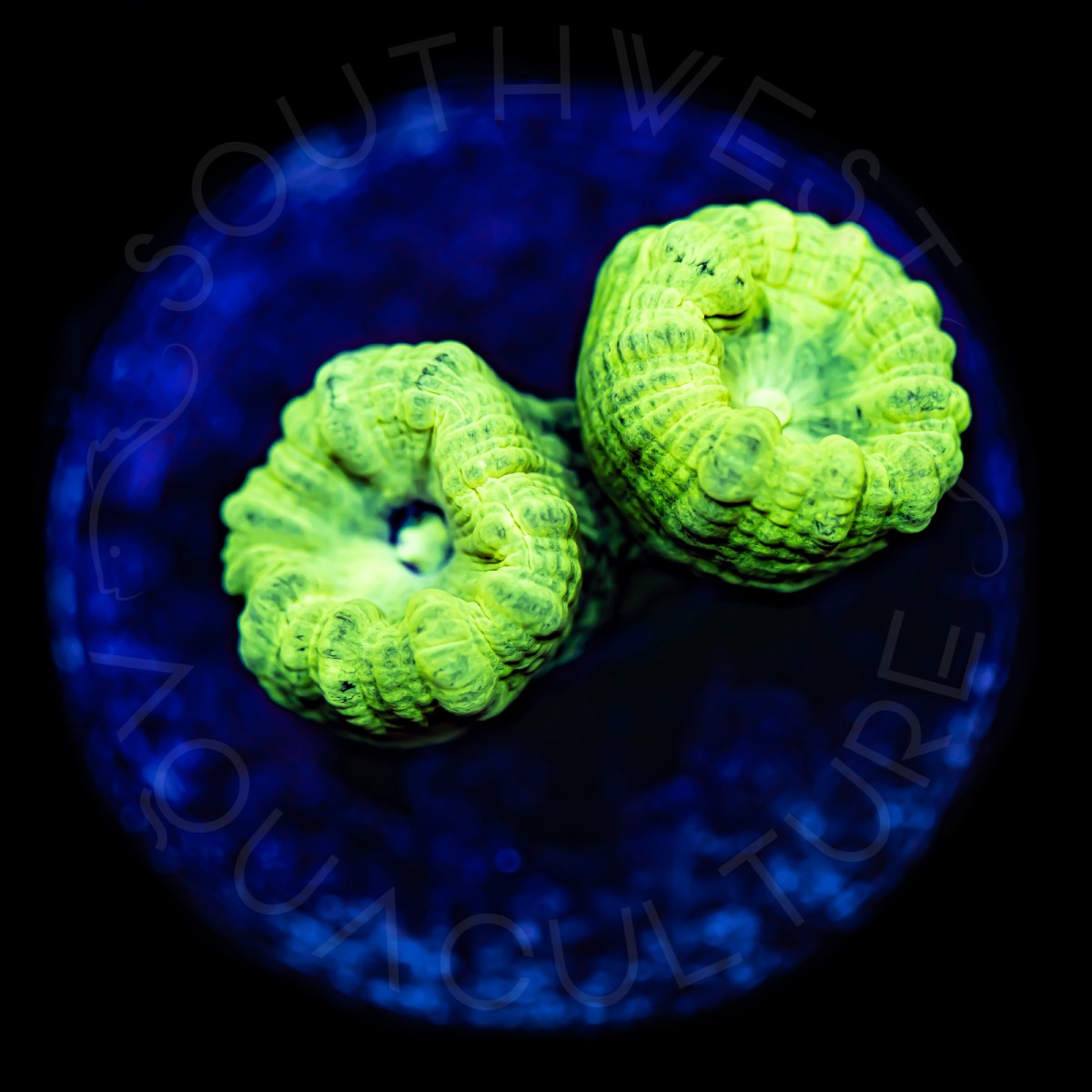 Kryptonite Candy Cane - WYSIWYG